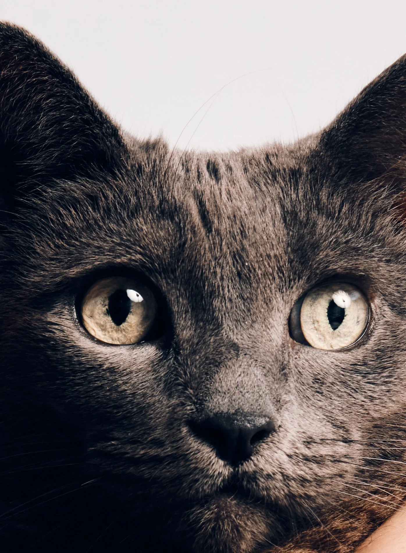 Companions-New-York-Pets-Animals-Photo-Story-Taurat-Hossain-1.jpg