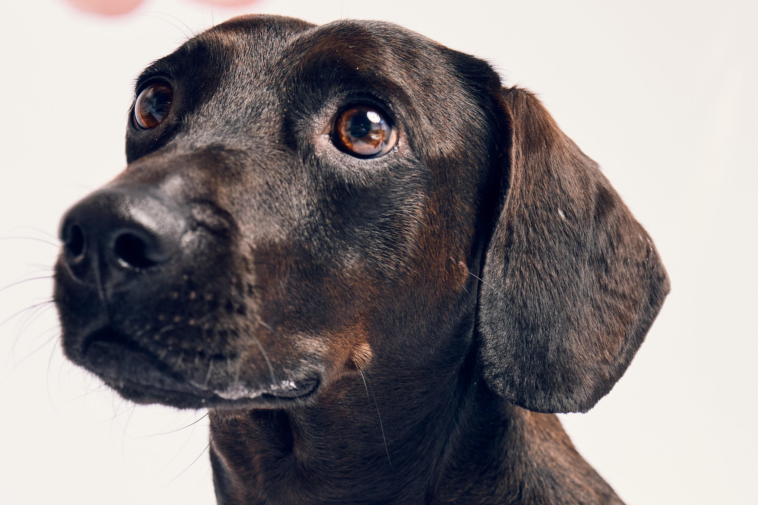Companions-New-York-Pets-Animals-Photo-Story-Taurat-Hossain-1.jpg