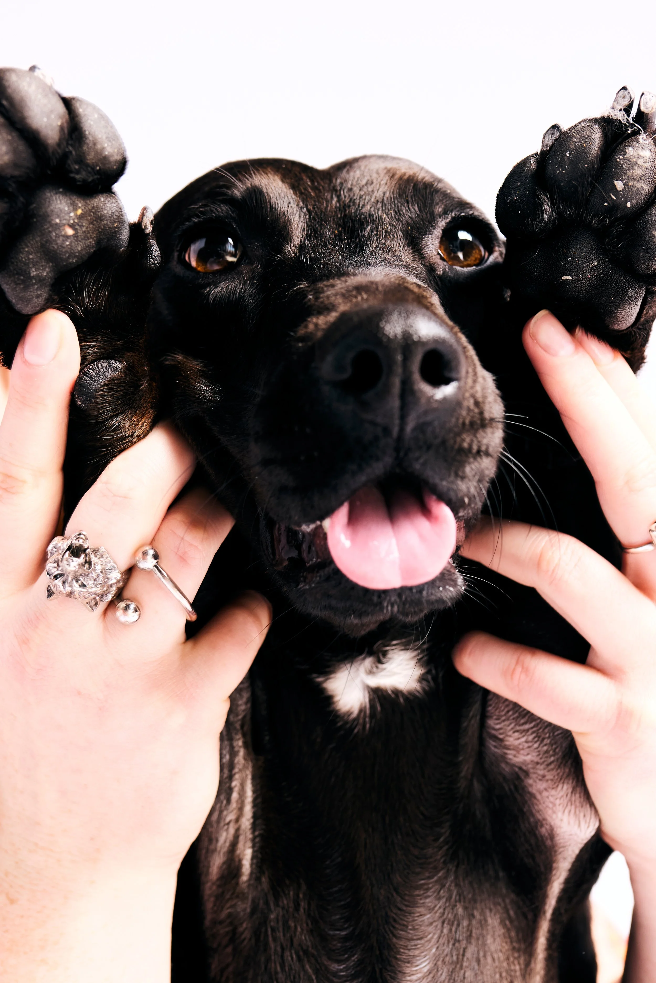 Companions-New-York-Pets-Animals-Photo-Story-Taurat-Hossain-4.jpg