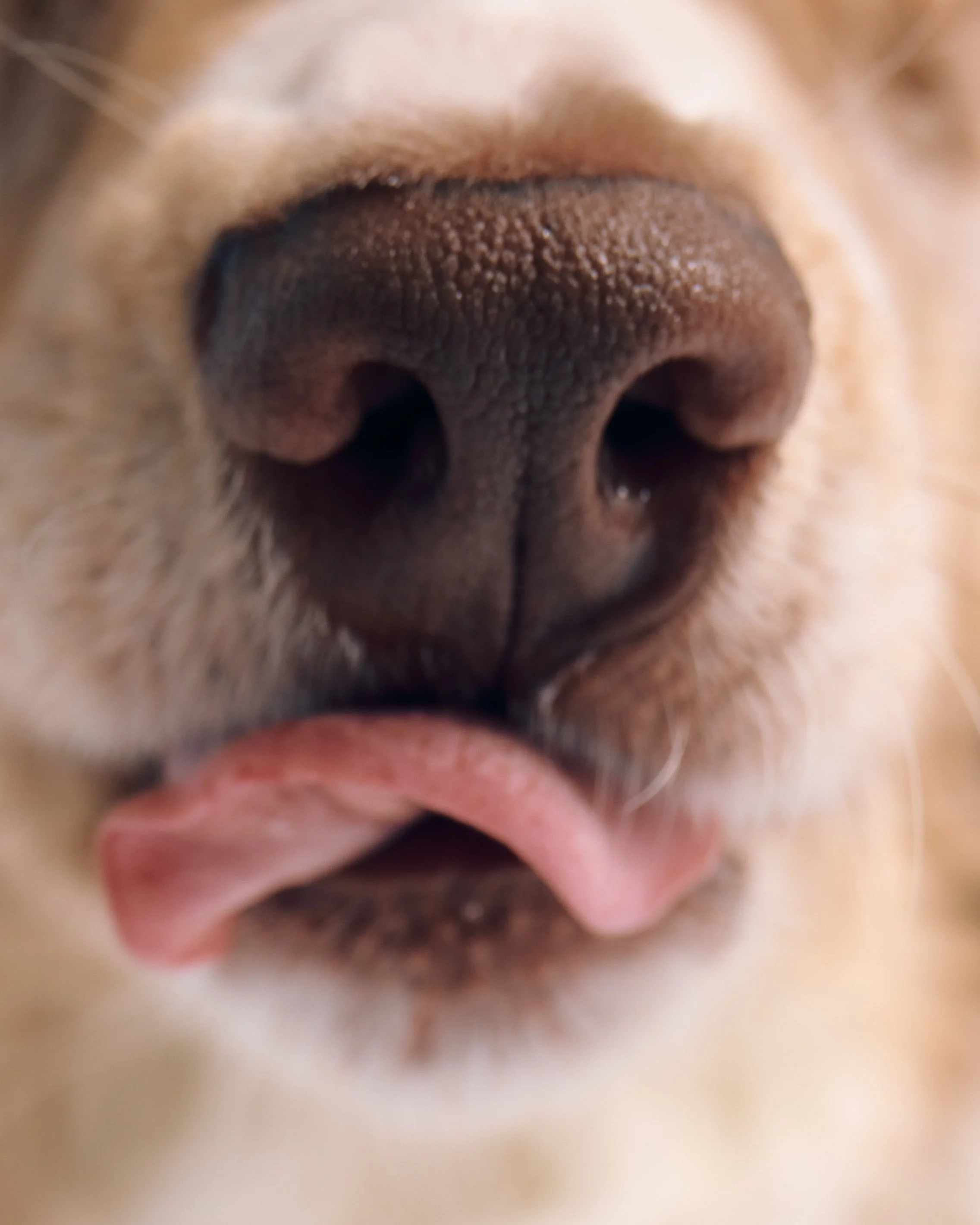 Companions-New-York-Pets-Animals-Photo-Story-Taurat-Hossain-2.jpg