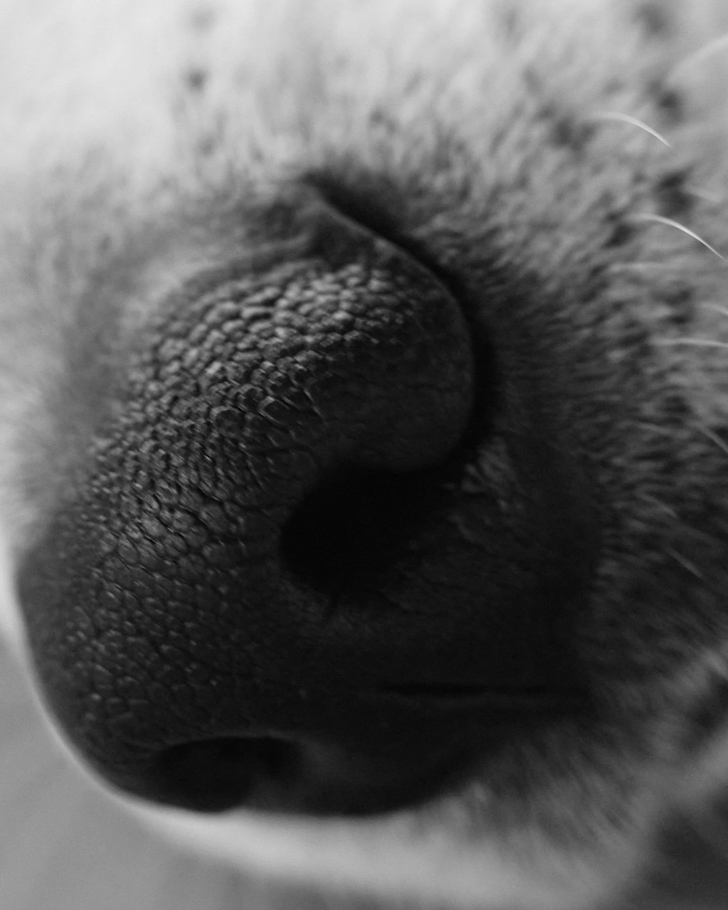 Companions-New-York-Pets-Animals-Photo-Story-Taurat-Hossain-1.jpg