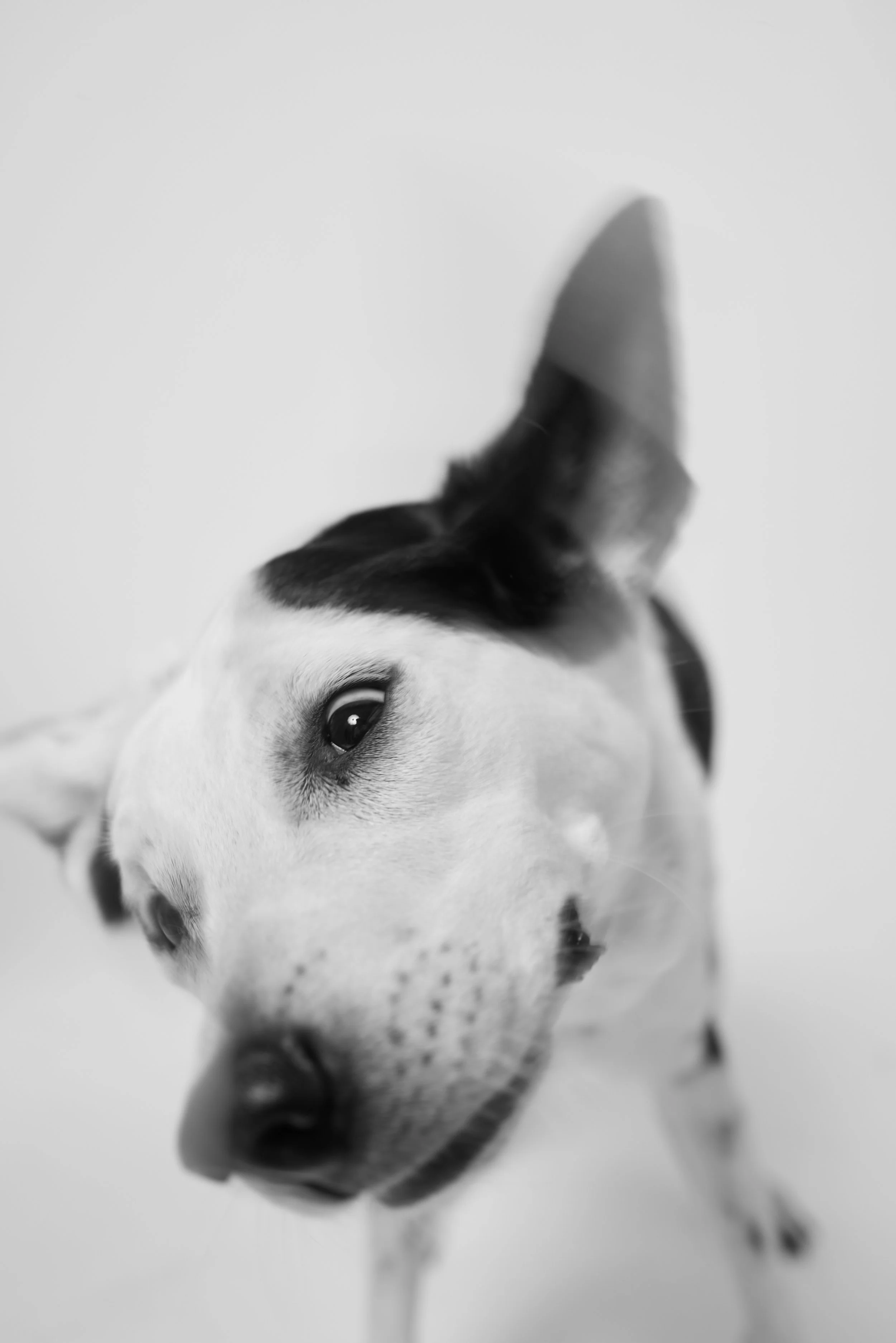 Companions-New-York-Pets-Animals-Photo-Story-Taurat-Hossain-3.jpg