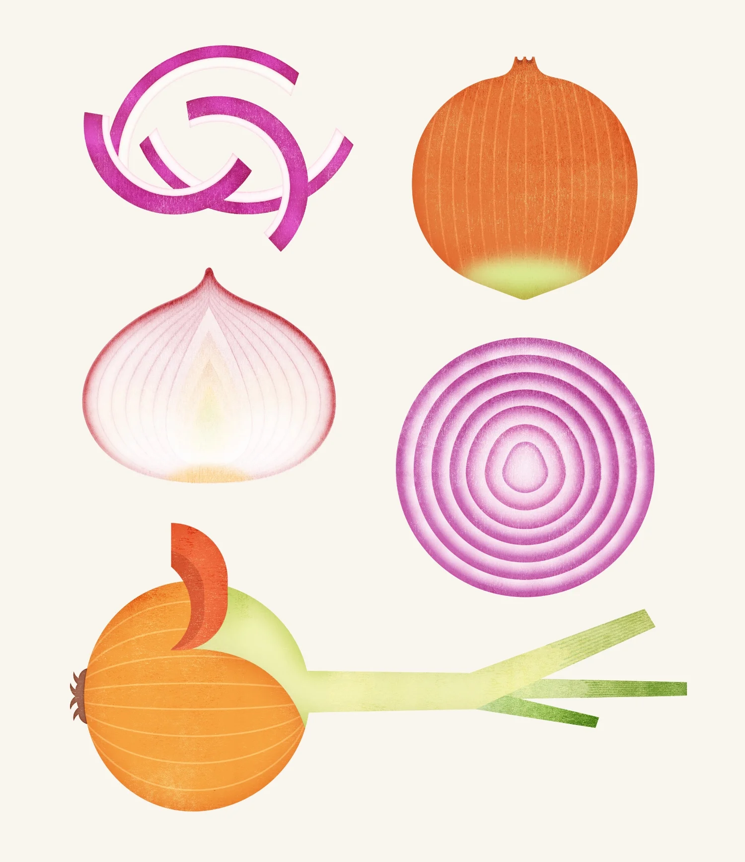 illustration-food2-onion.jpg
