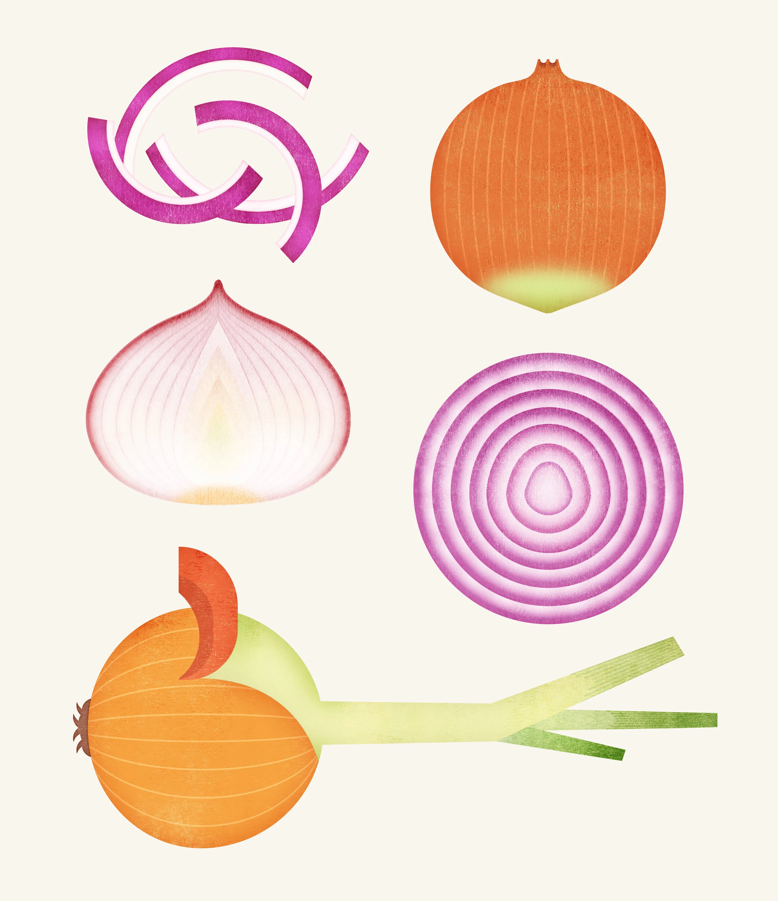 illustration-food2-onion.jpg