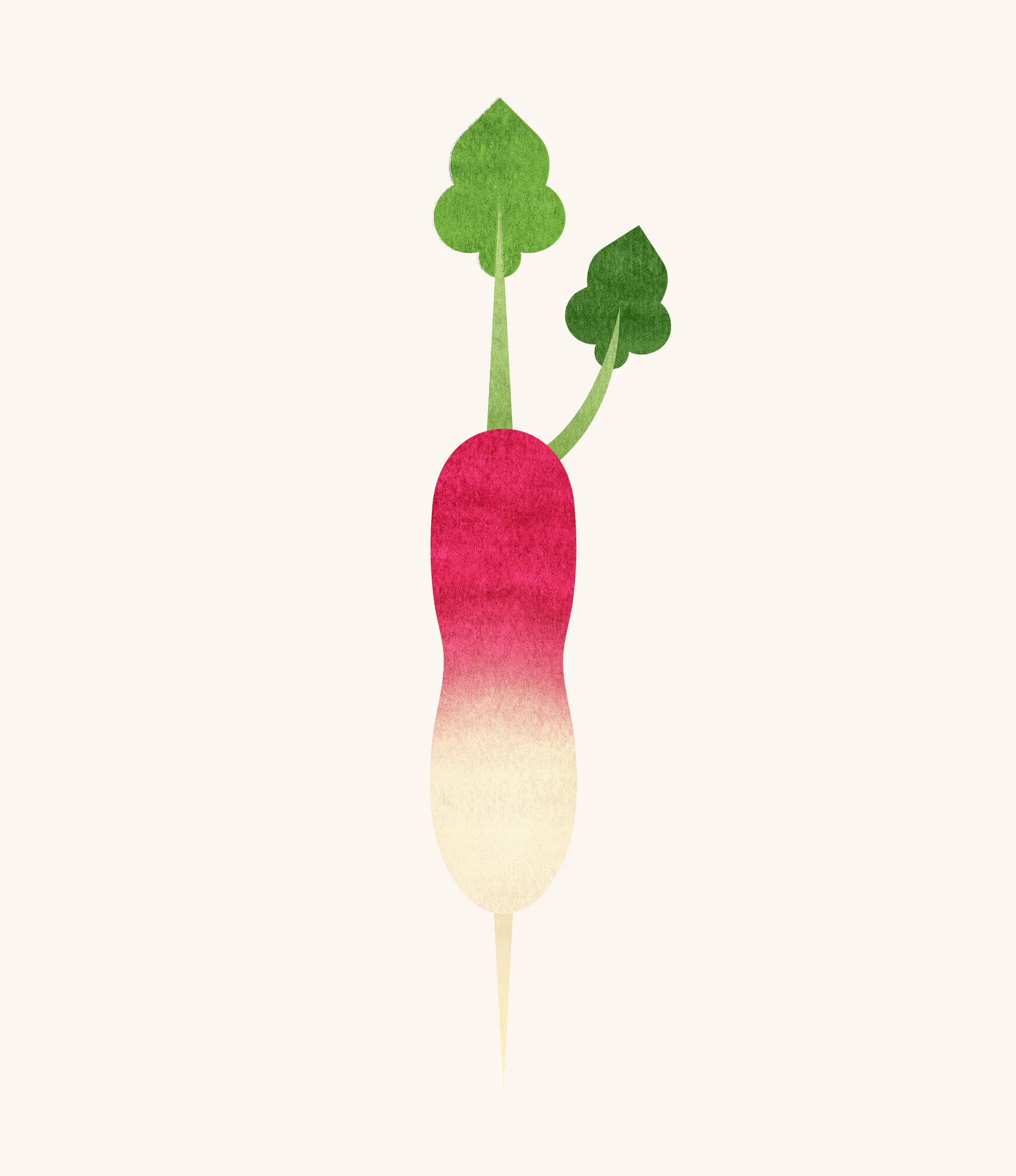 illustration-food-radish.jpg