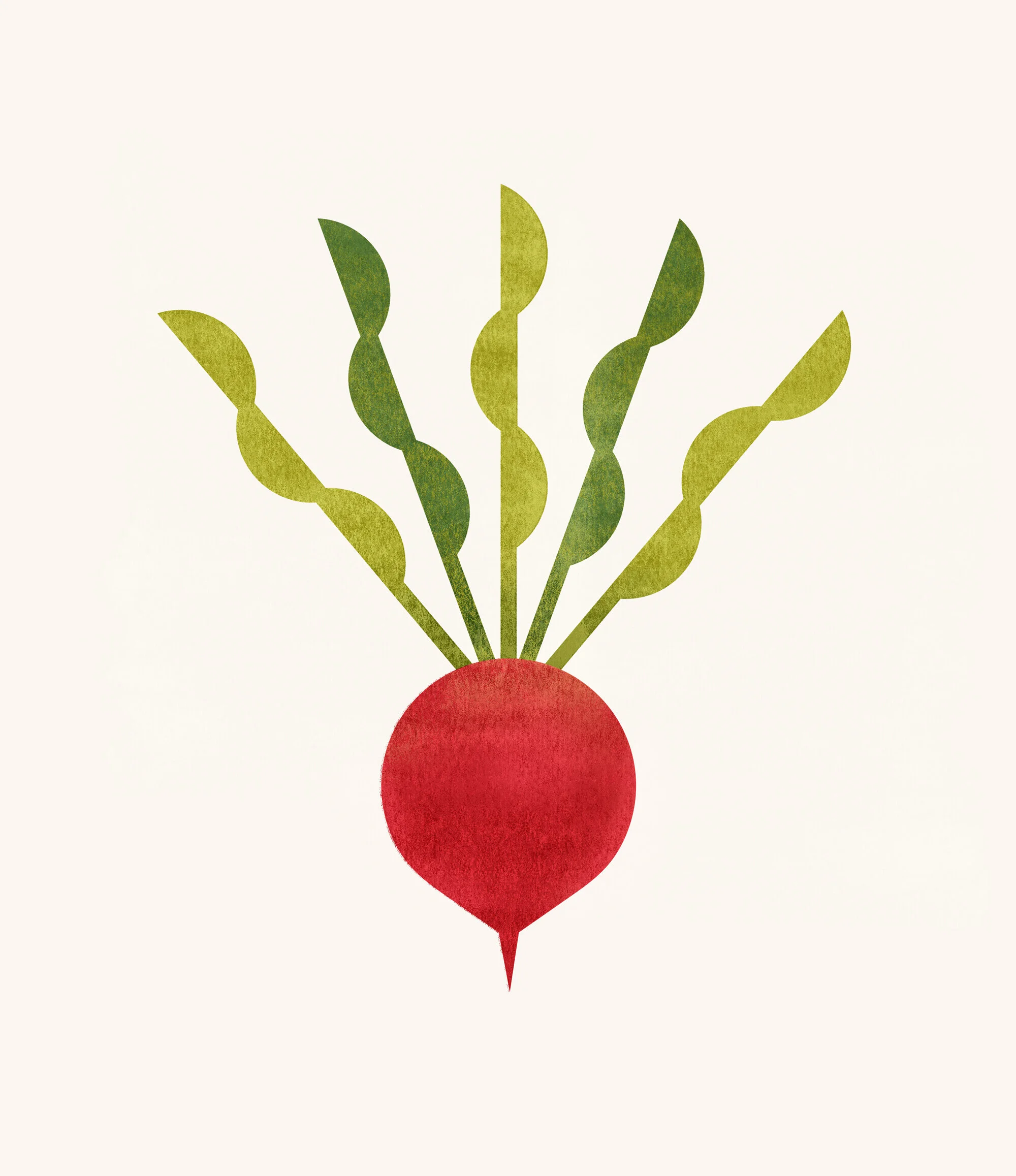 illustration-food-radish2.jpg