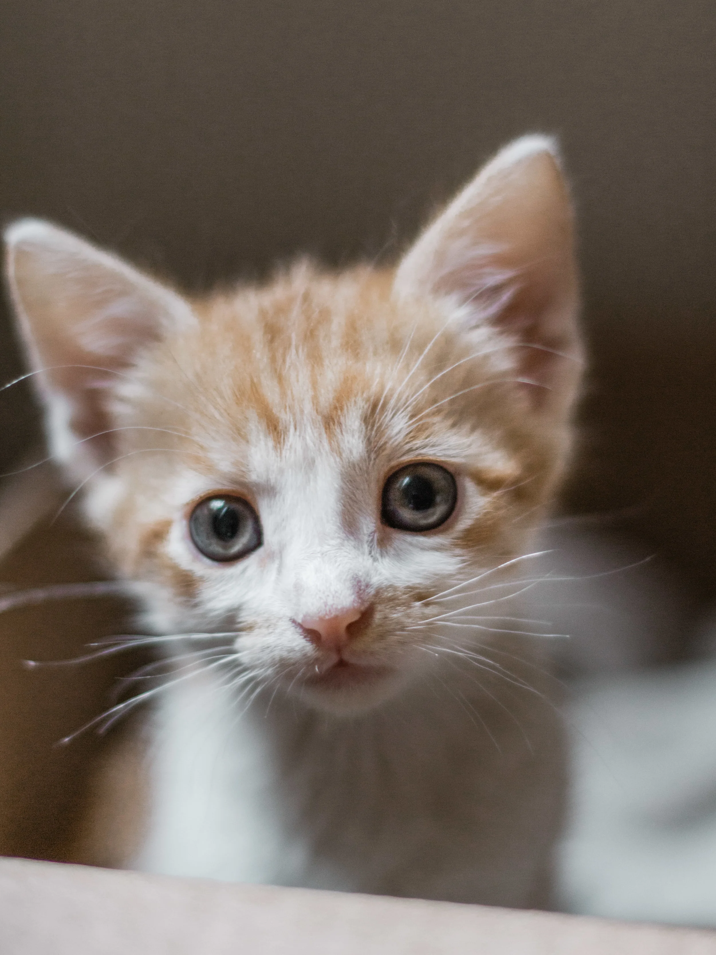 Adopter Un Deuxieme Chat En Appartement Marie Cay Blog Paris Mode Voyages Lifestyle