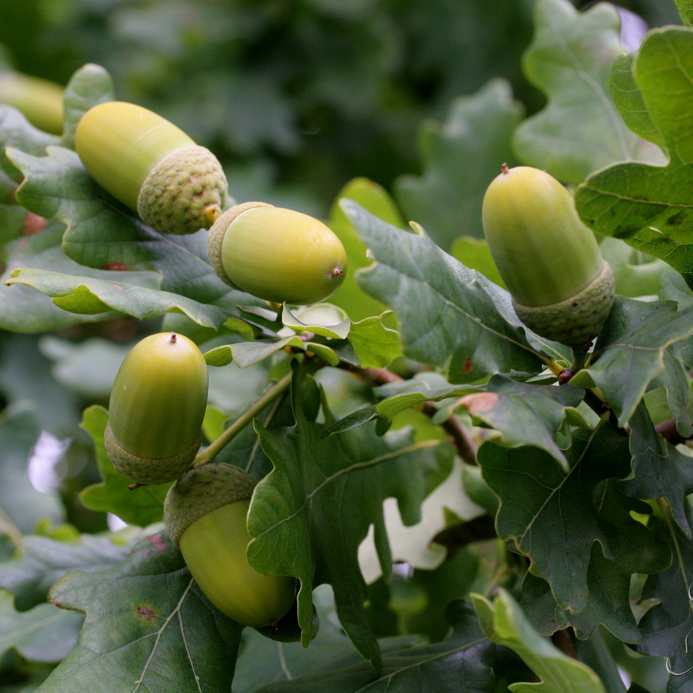 Quercus robur_c_Hanna Forsman copy.jpg