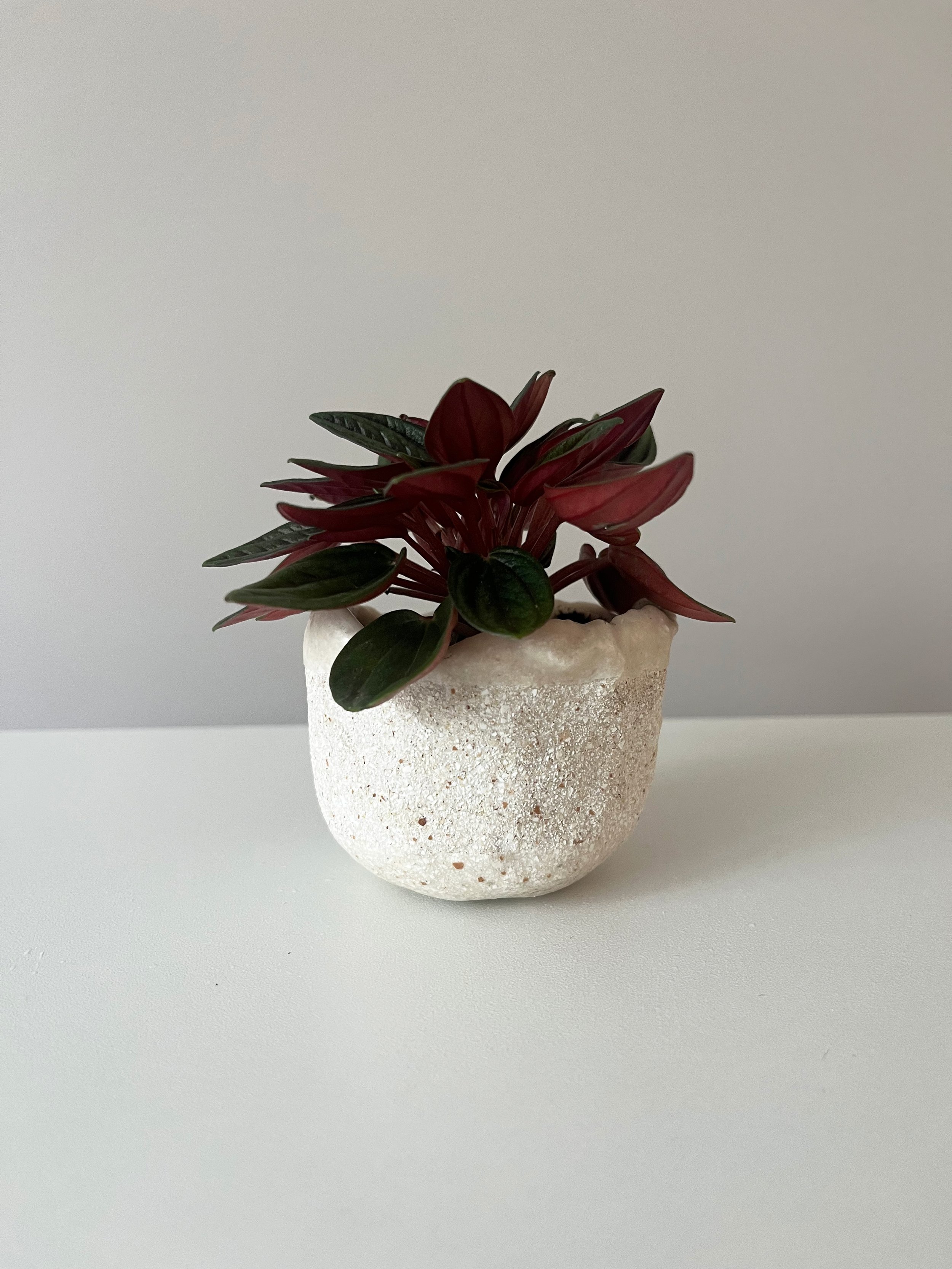 Eggshell Ceramic Re-Planter 02.jpg