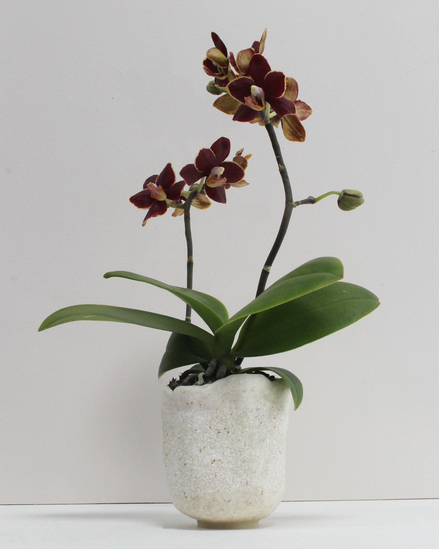 Eggshell Re-Planters in action 🐣

The compostable plant-pot made from discarded consumer eggshells can be used to grow lime-loving plants, herbs, vegetables or flowers. When growing your own plants, the pot can be repotted in the soil. It gradually 