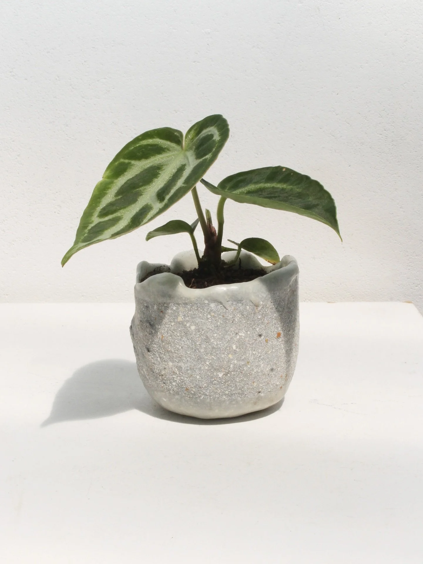 Baby Anthurium Silver Blush 💚
In a plantpot made from eggshells, coloured with a tiny bit of Indigo 🌱 

100% organic &amp; compostable 

#growing #baby #anthurium #plant #plantlovers #ecofriendlyproducts