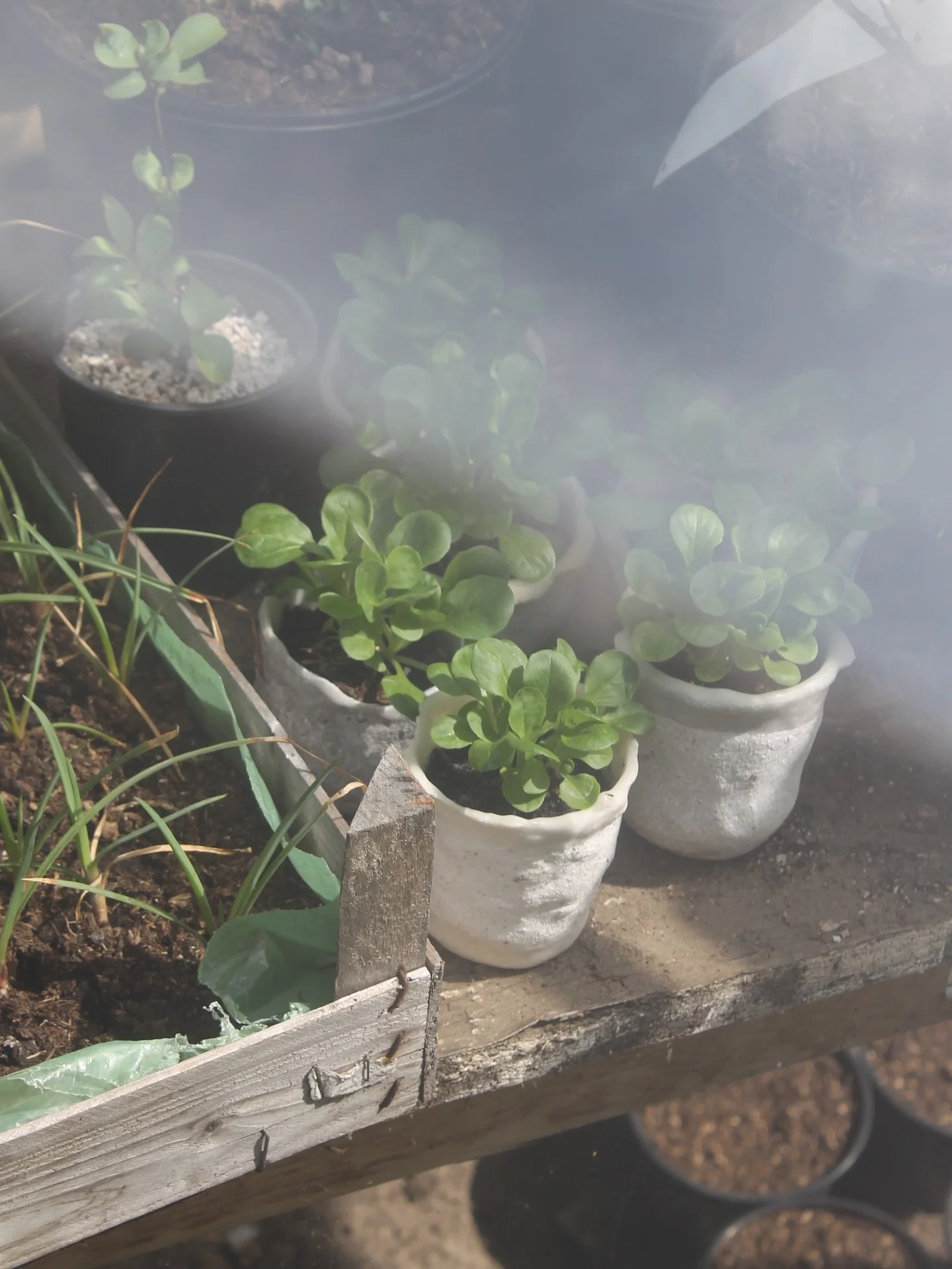 Eggshell Re-Planters in the greenhouse 🌱

Growing new foxglove seeds, which can be planted directly in the garden when big enough. Photos or video will follow @eggshell_ceramic page. 

And growing some lamb&rsquo;s lettuce to test the planters. 🥗

