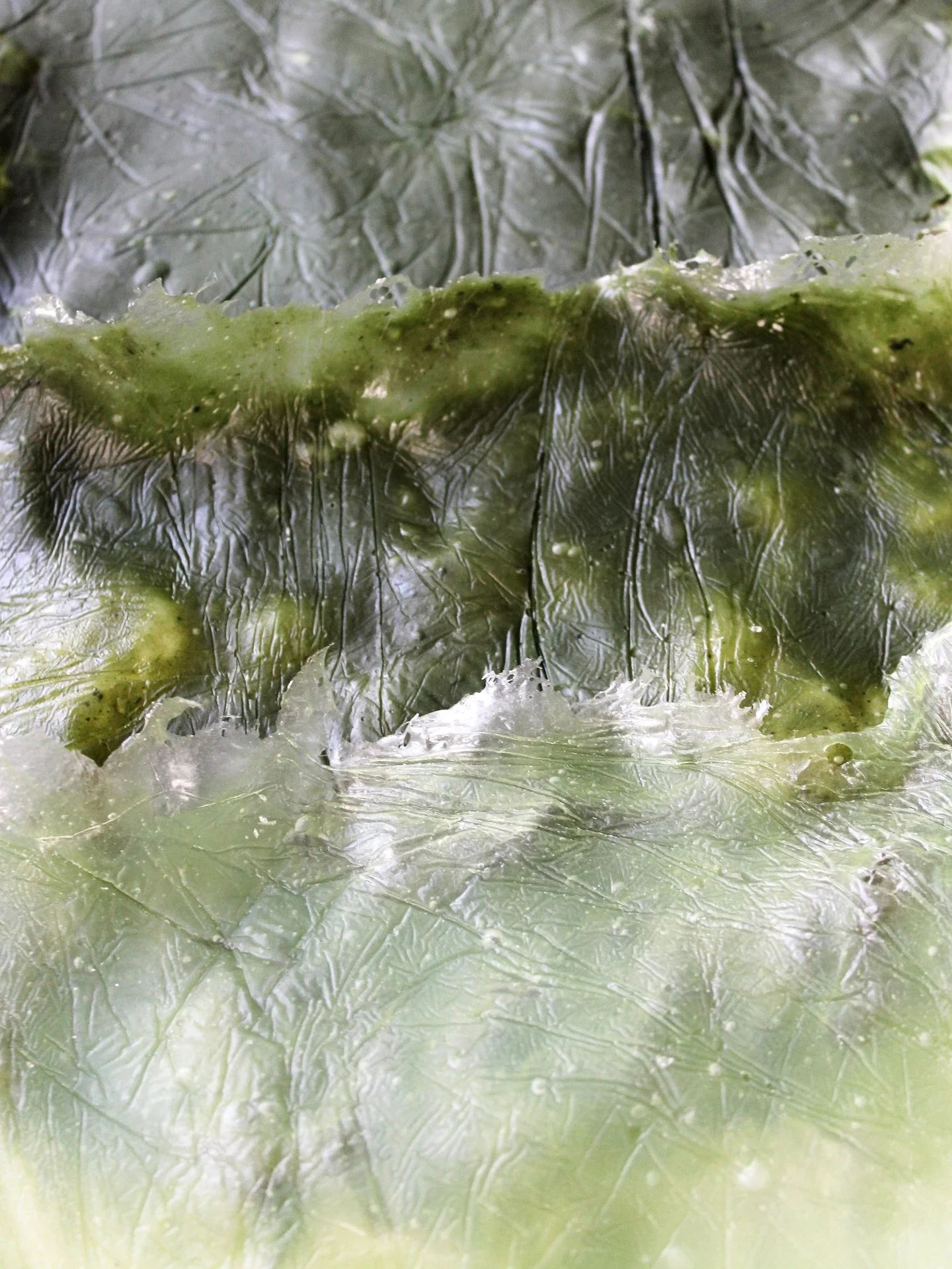 Biophilic Materials Project - 2016 

Some of the first bio-materials I developed during my graduation project back in 2016 at @wdka. Researching Biophilic Design &amp; the use of decorative bioplastics for the interior. 

These samples are potato-bas