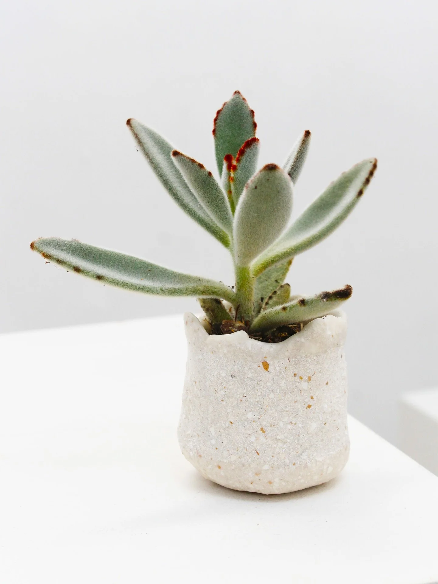 Panda plant 🫶🏻 

#planter #eco #pandaplant #cultivation #houseplants