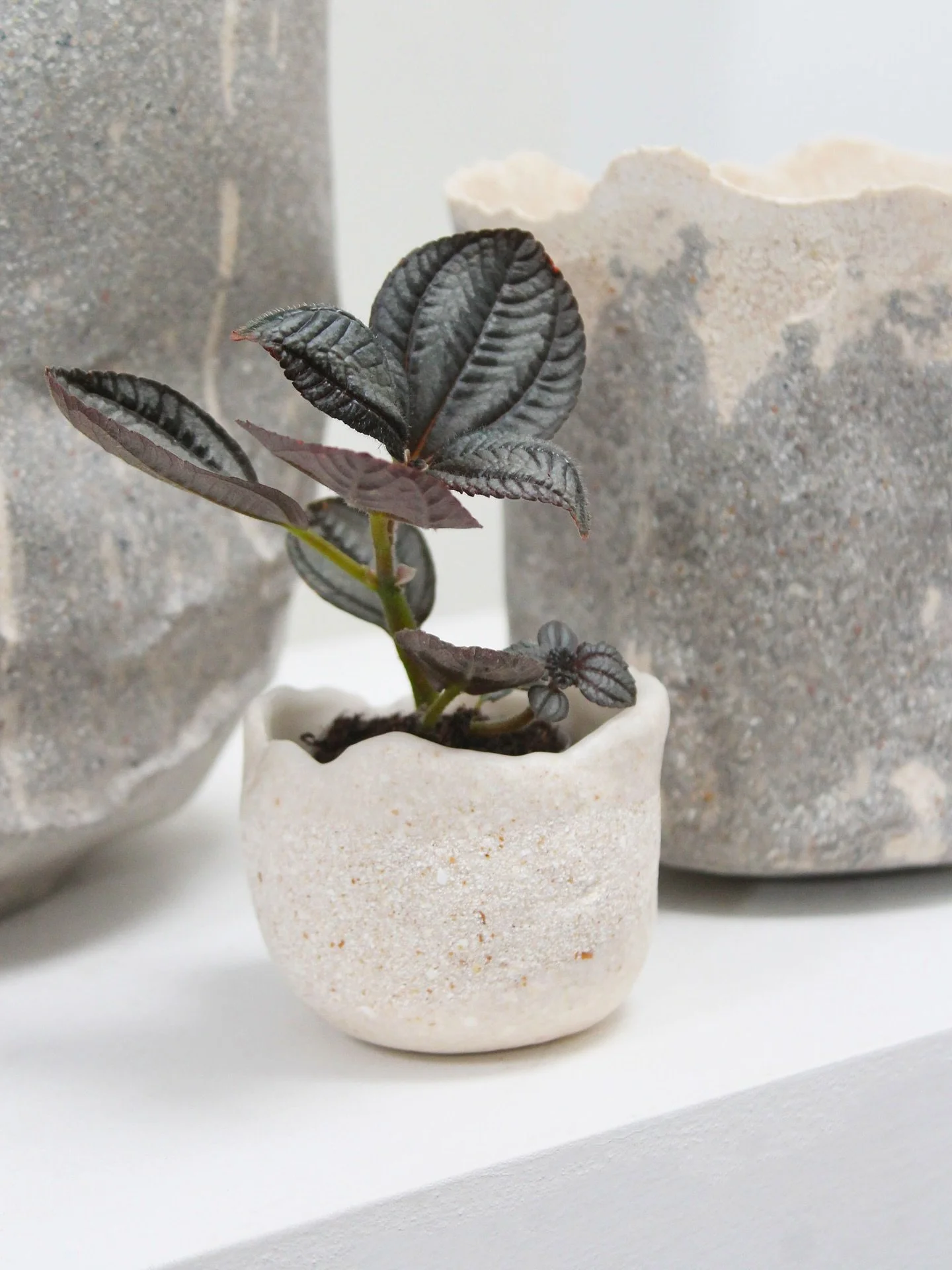 Thanks to all who visited my work during @dutchdesignweek, it was wonderful having lots of conversations about our @eggshell_ceramic biomaterial and its possibilities. 
Ordered Re-Planters will be shipped next week 📦 Thanks for supporting a #smallb