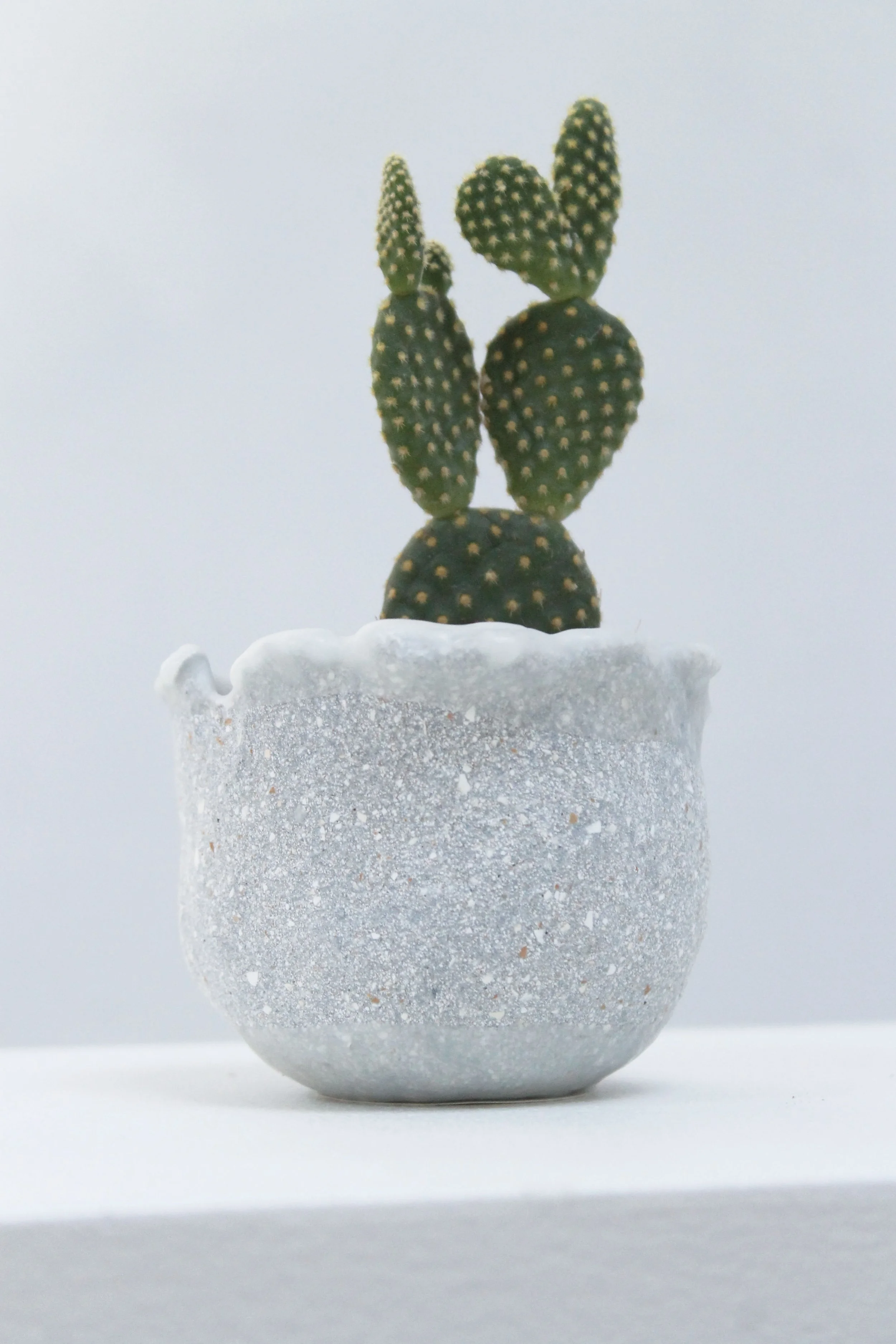no. 42 eggshell replanter.jpg