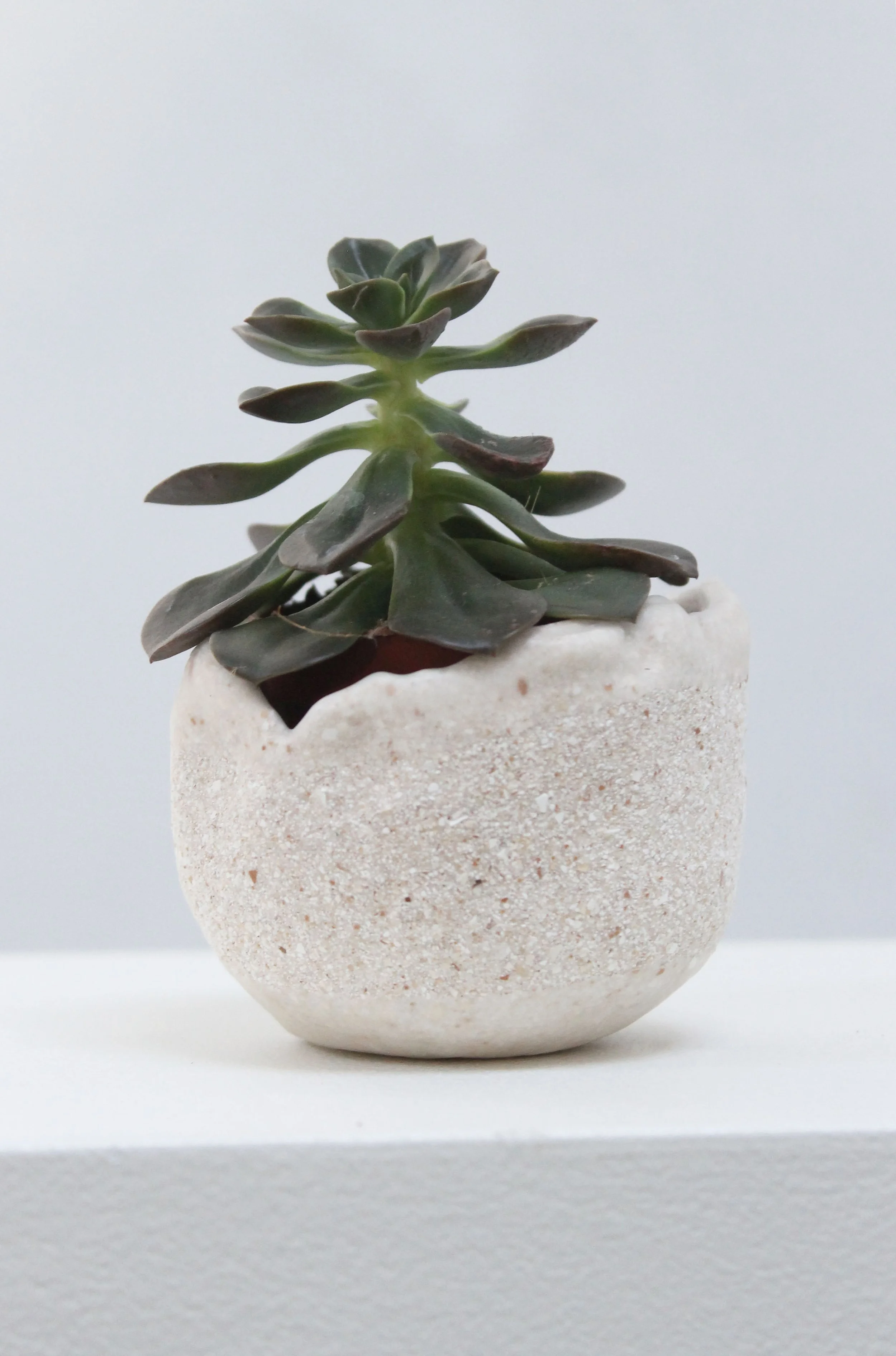 no. 33 eggshell replanter.jpg