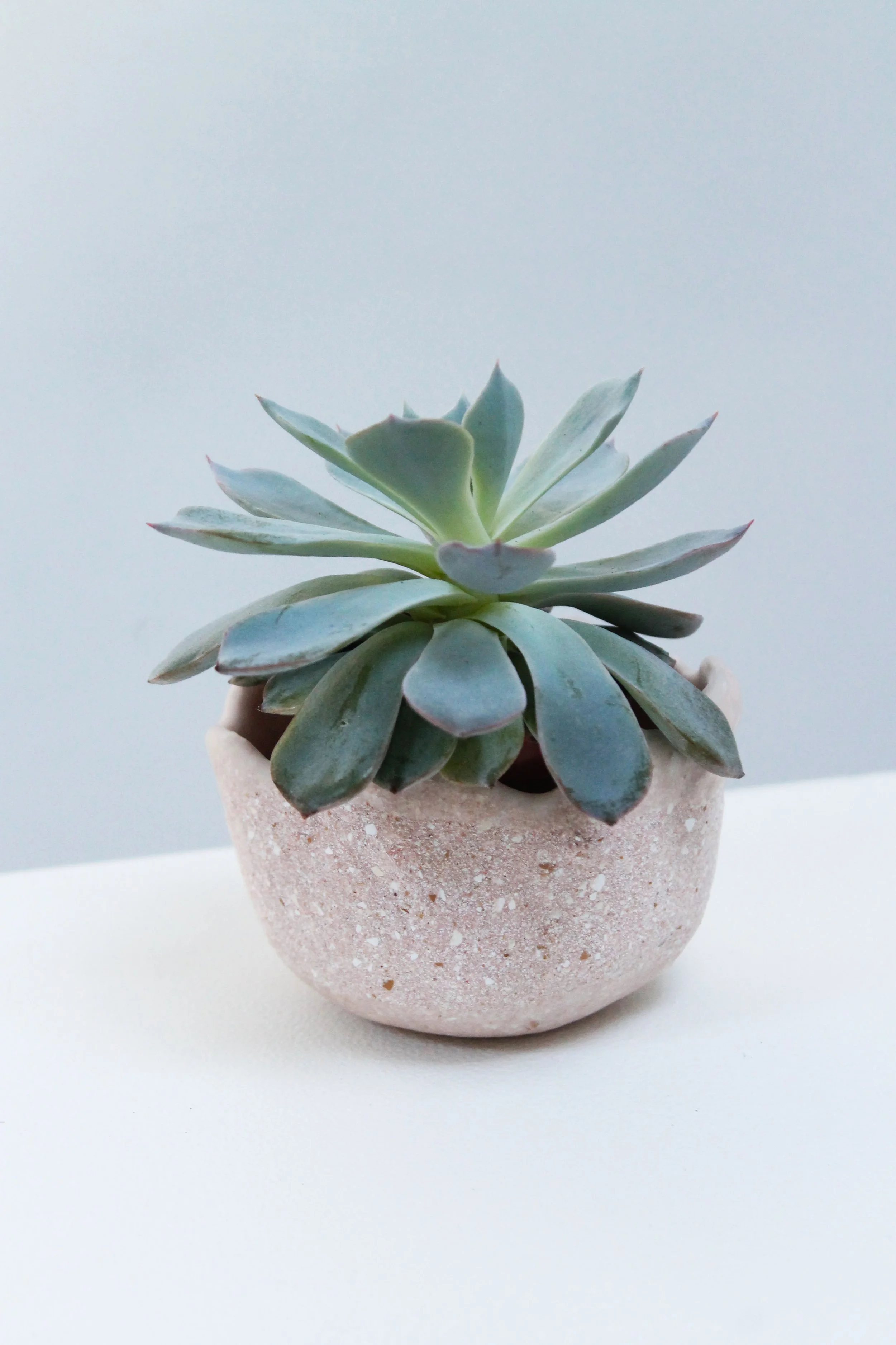 no. 41 eggshell replanter.jpg