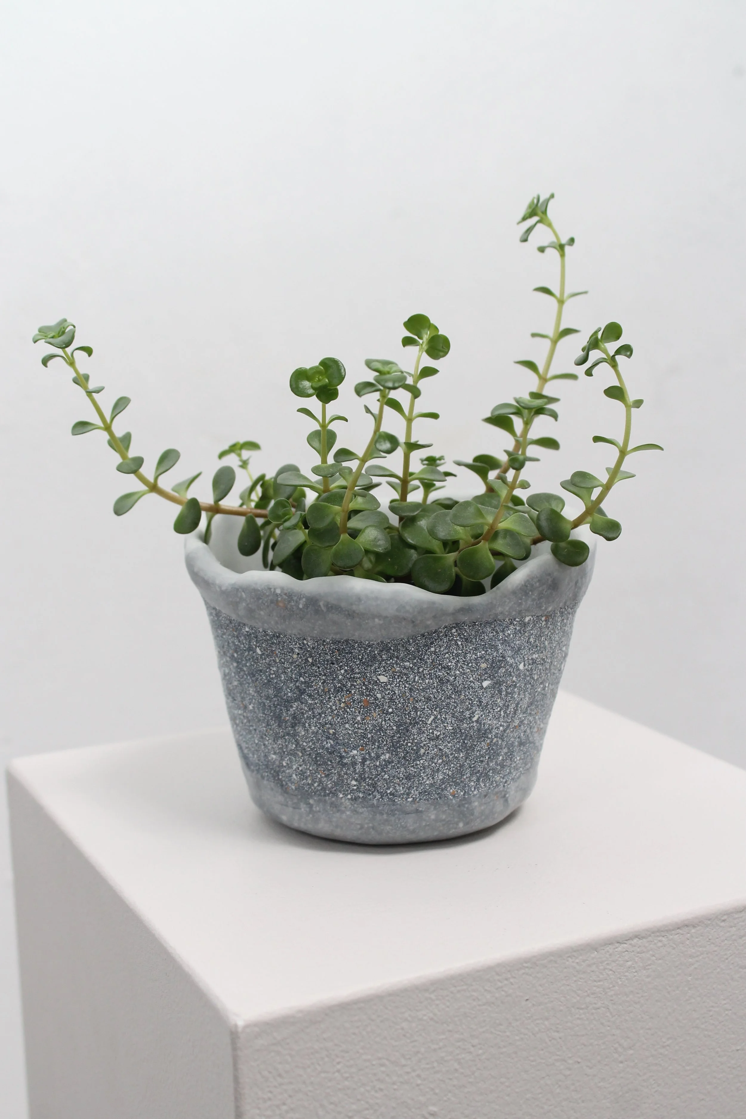 Eggshell Re-Planter #56 (⌀10)