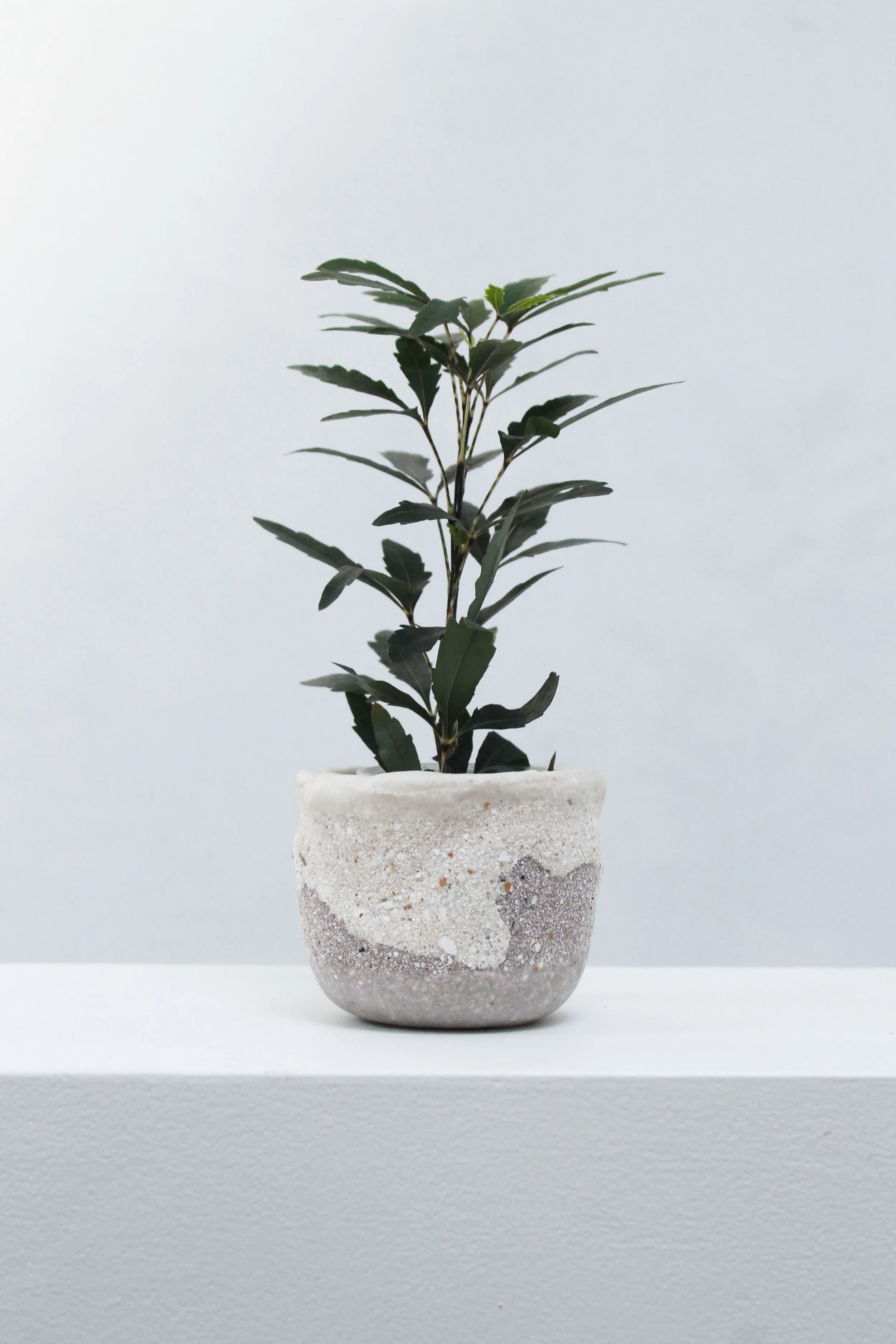 eggshell re-planter 37.3.jpg