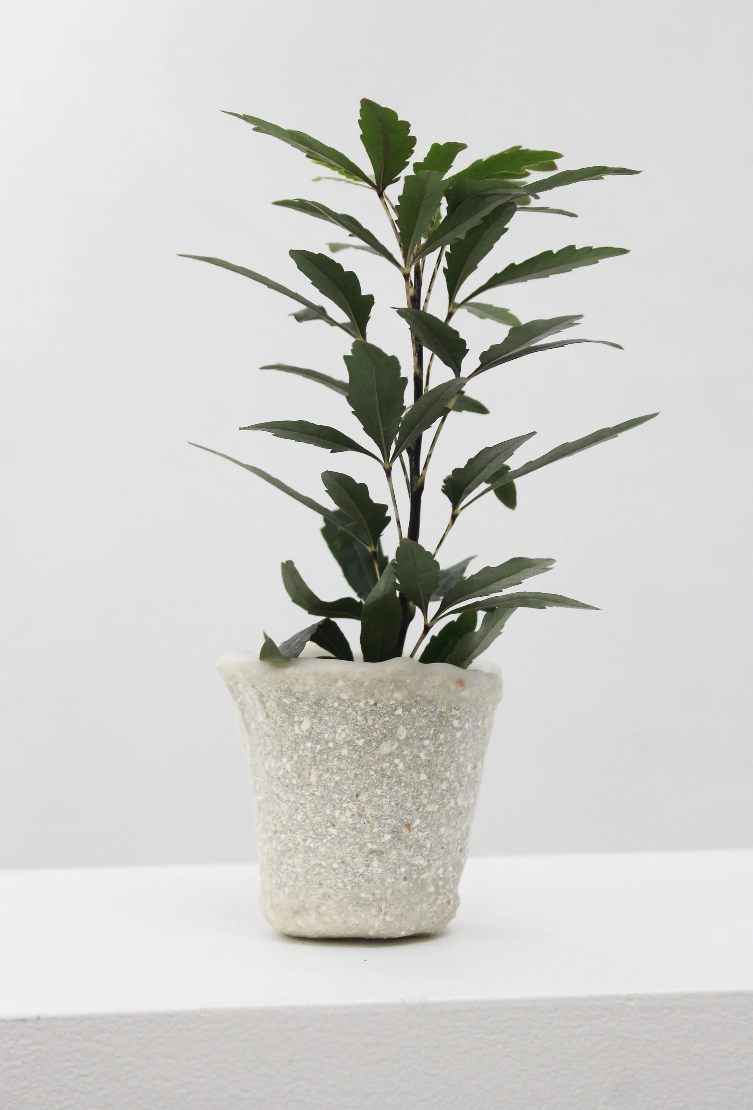 Eggshell Replanter 14.1.jpg