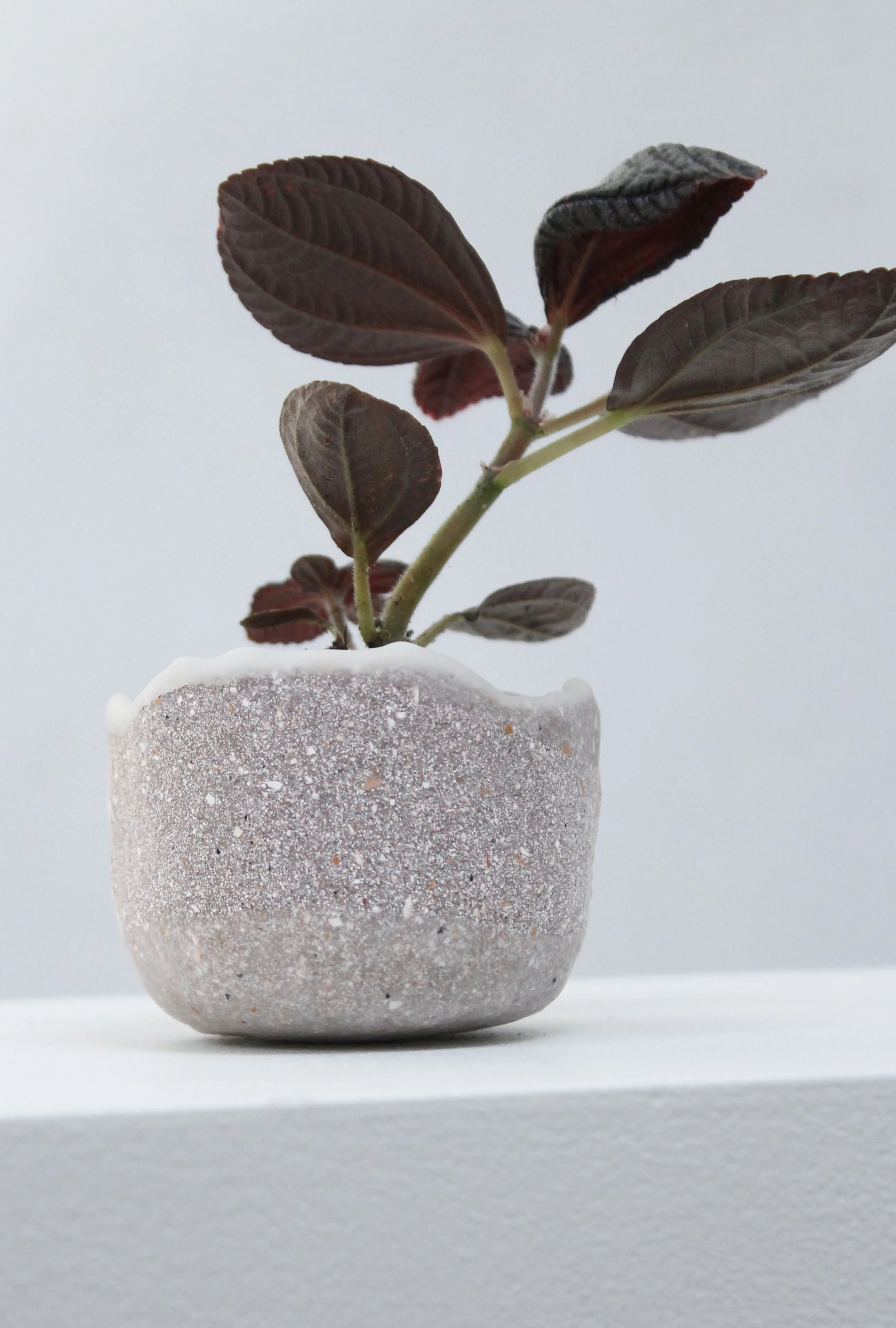 no 35. eggshell replanter.jpg
