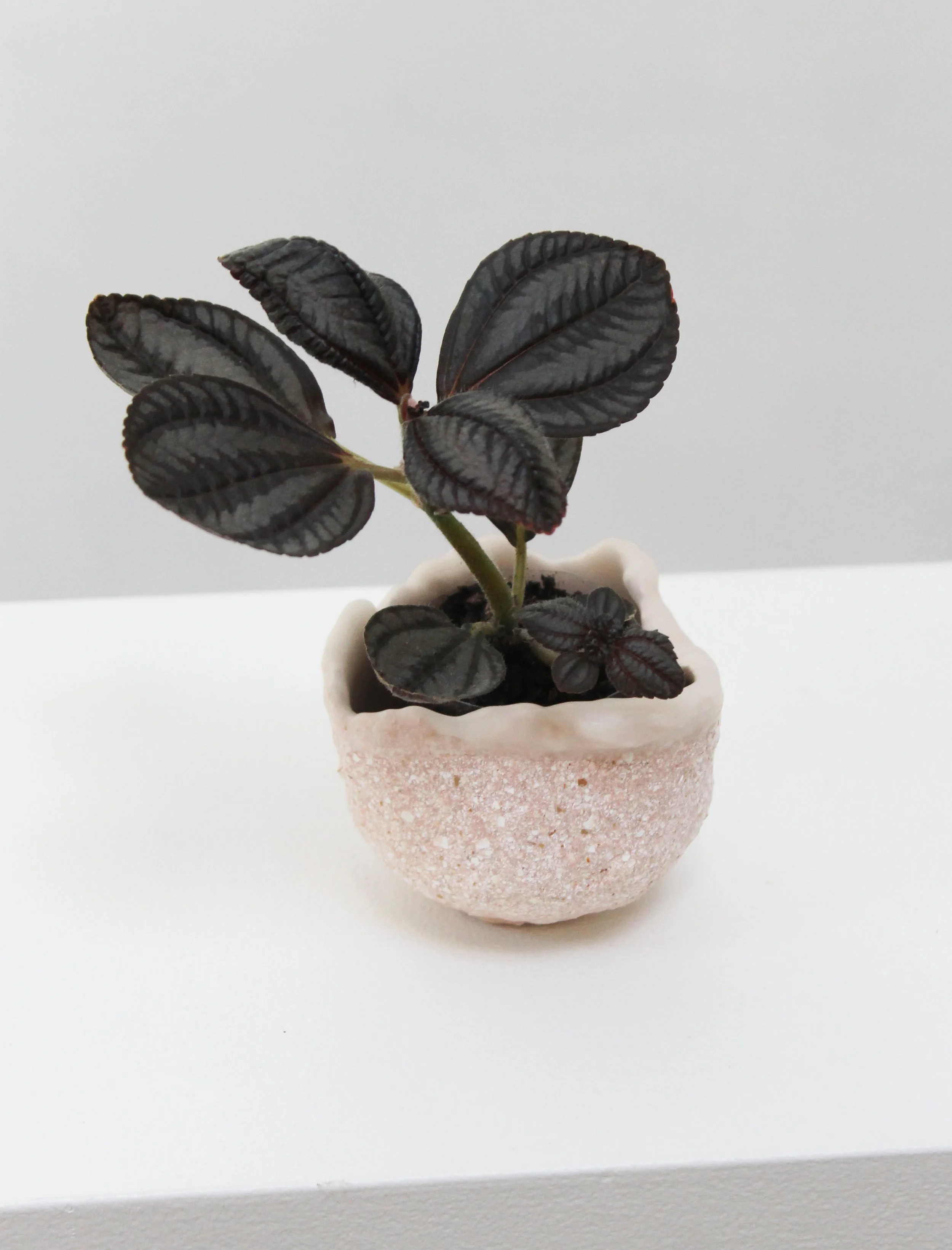 Eggshell Re-Planter #15
