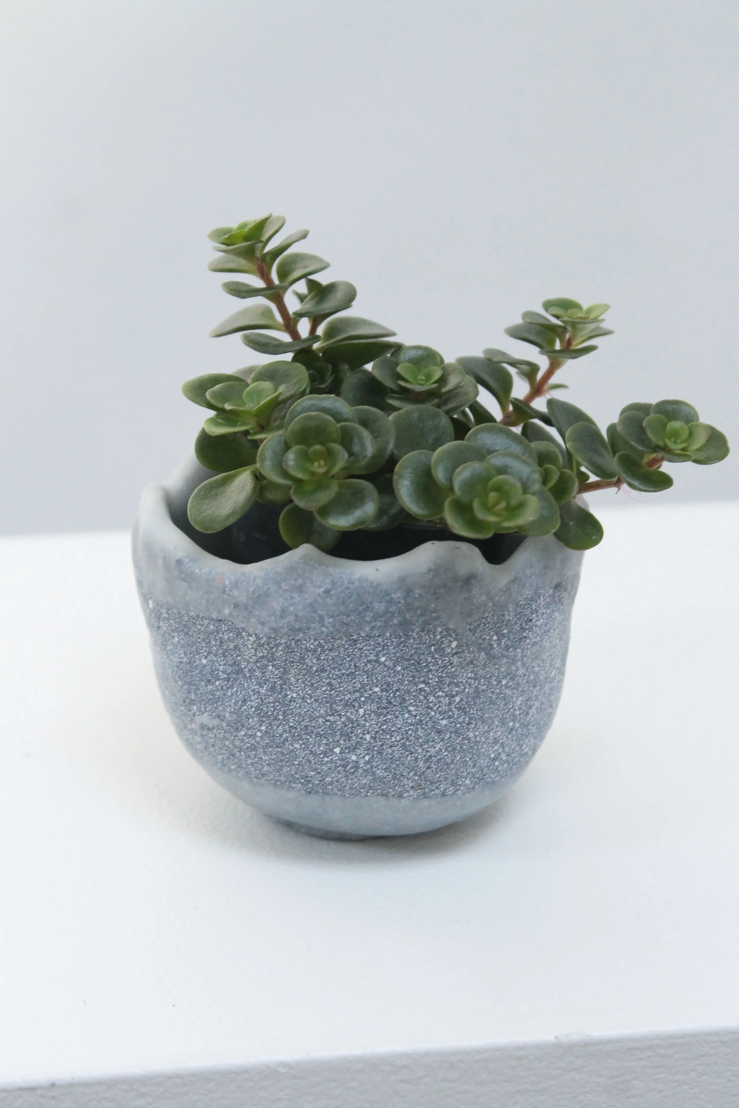 no. 25 eggshell replanter.jpg