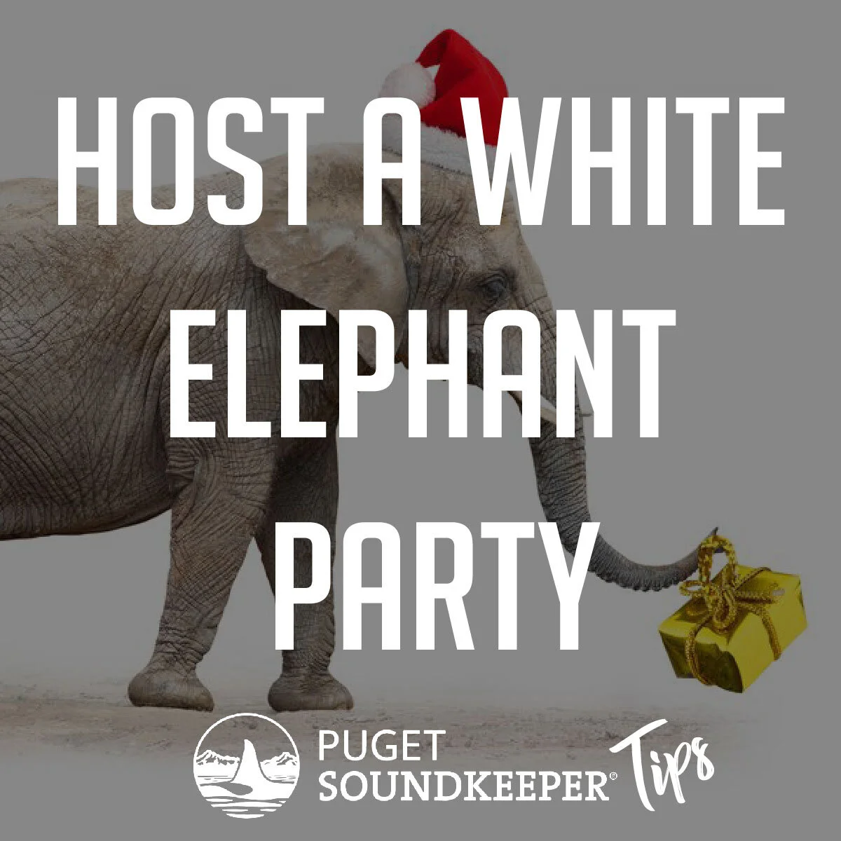 WhiteElephant-01.jpg
