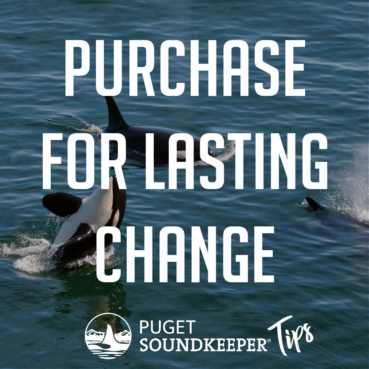 purchaseforlastingchange-01.jpg