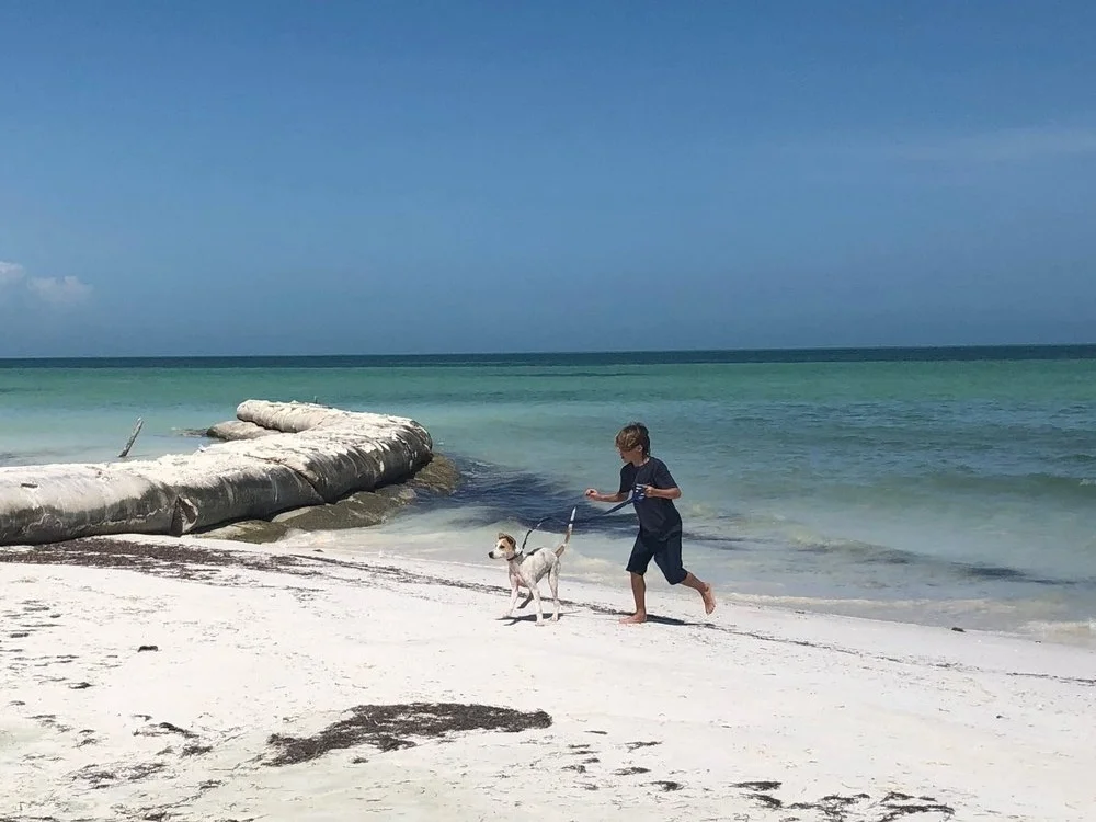 RefugioAnimalHolbox.jpg