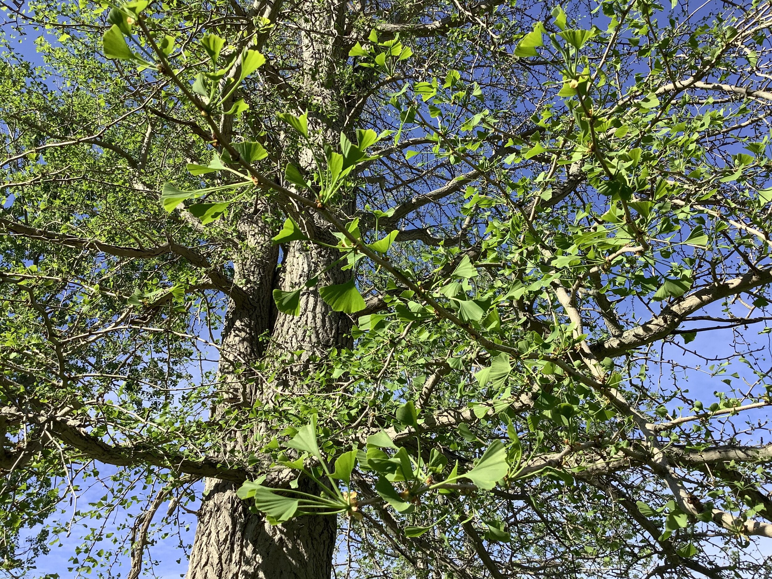 Ginkgo Tree - Spring.jpg