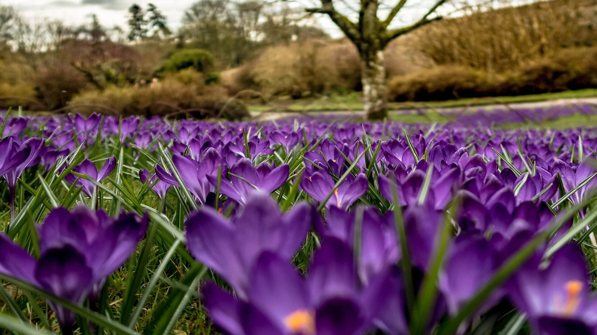 crocuses-2433150_1920.jpg