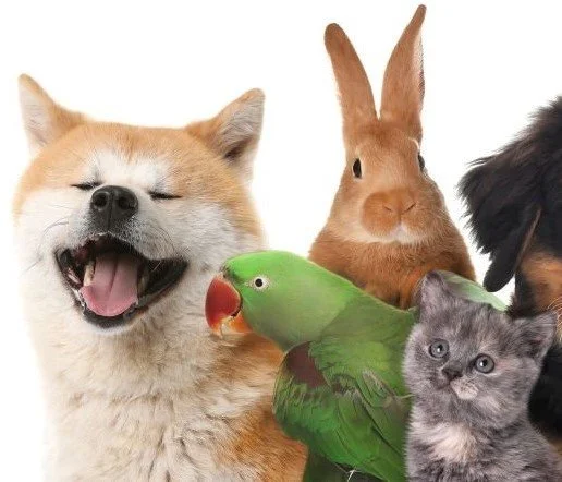 Pets Are a Great Mental Health Investment
