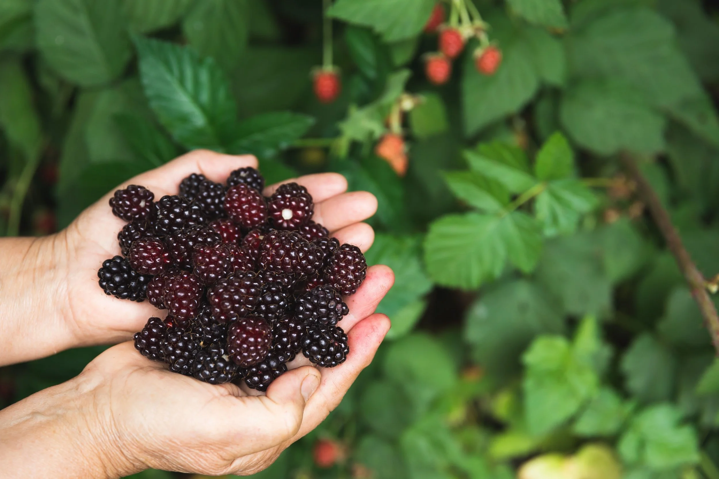 Mackey's Basil Blackberry Crumble