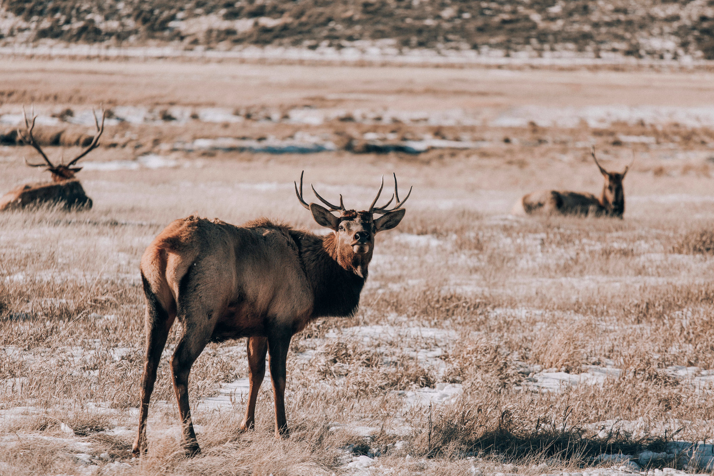 nicole-daacke-photography-jackson-hole-grand-teton-national-park-elopement-wedding-photographer-adventurous-engagement-session-grand-tetons-snow-visit-itinerary-for-jackson-hole-wyoming-9403.jpg