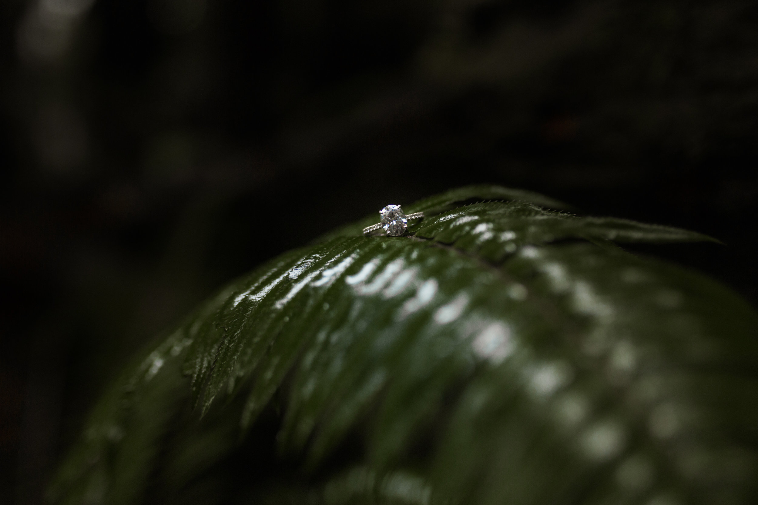 nicole-daacke-photography-redwoods-national-park-forest-rainy-foggy-adventure-engagement-session-humboldt-county-old-growth-redwood-tree-elopement-intimate-wedding-photographer-58.jpg