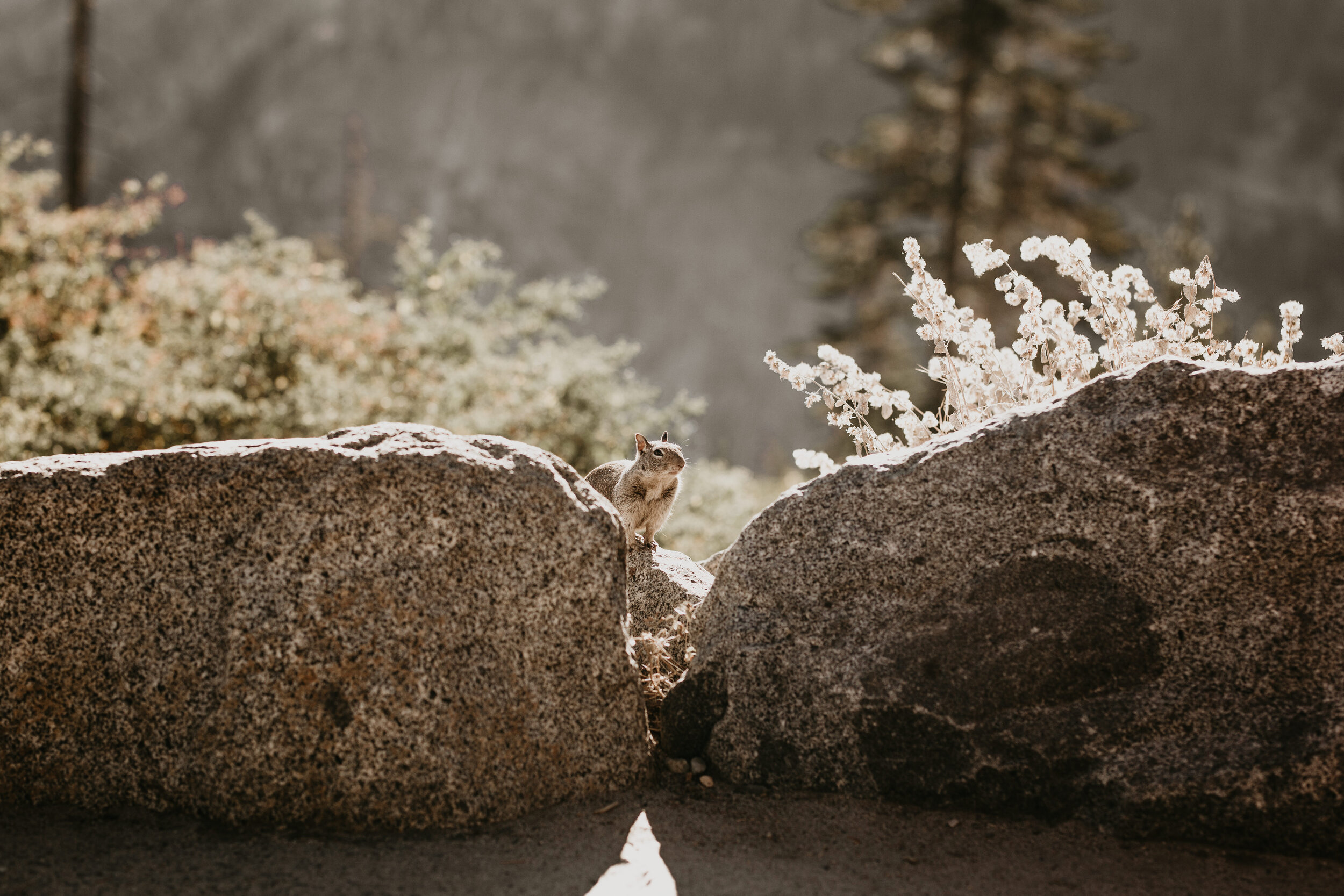 Nicole-Daacke-Photography-yosemite-national-park-elopement-photography-adventure-elopement-in-yosemite-taft-point-sunset-elopement-photographs-california-intimate-destination-wedding-in-yosemite-national-park-6414.jpg