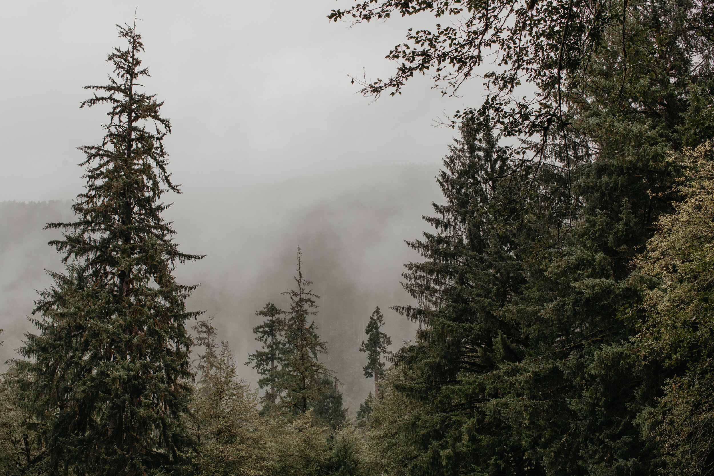 Nicole-Daacke-Photography-Olympic-national-park-elopement-photography-intimiate-elopement-in-olympic-peninsula-washington-state-rainy-day-ruby-beach-hoh-rainforest-elopement-inspiration-rainforest-pnw-elopement-photography-100.jpg