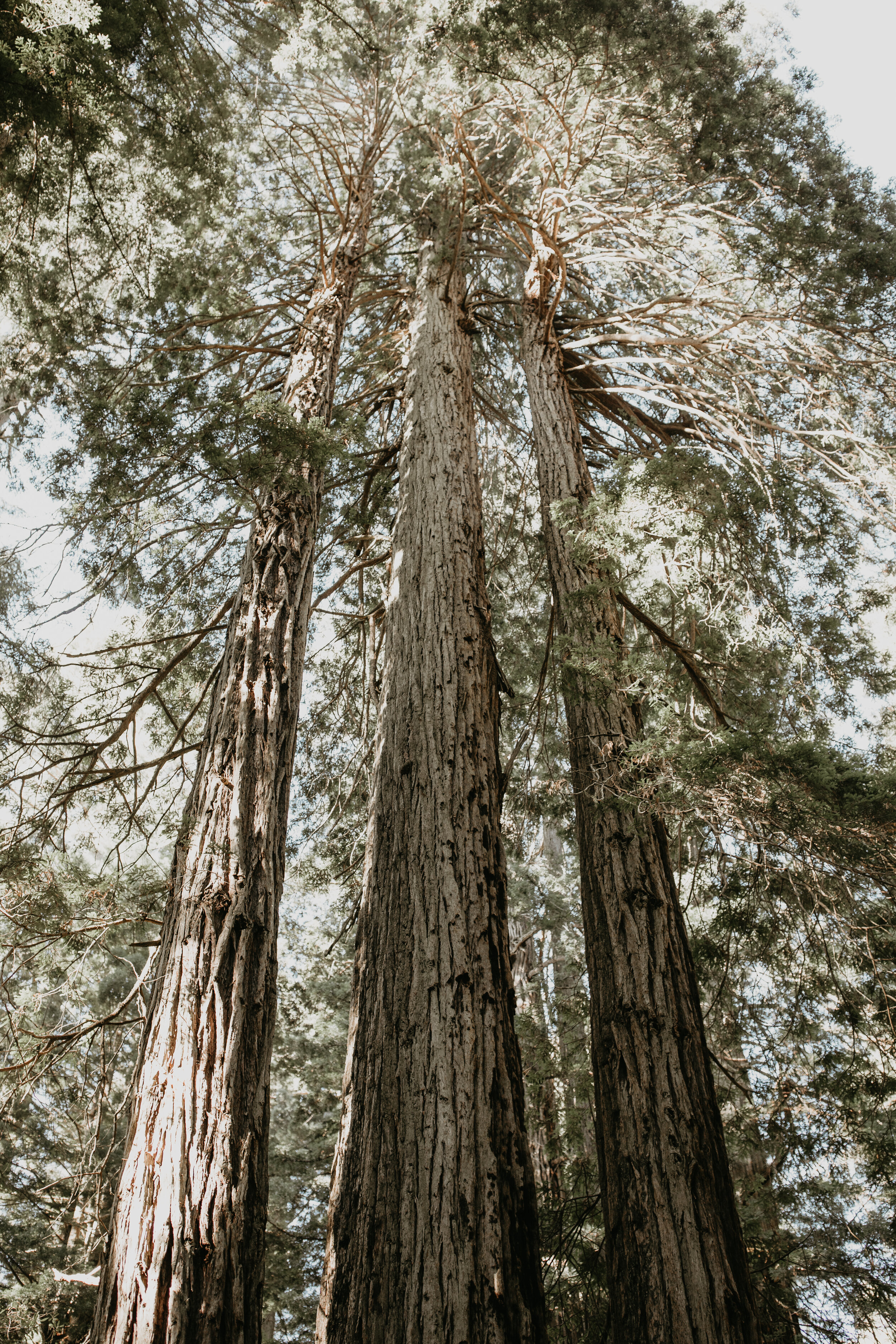 nicole-daacke-photography-redwood-forest-elopement-in-northern-california-patricks-point-coast-adventure-elopement-photography-redwoods-elopement-photographer-152.jpg