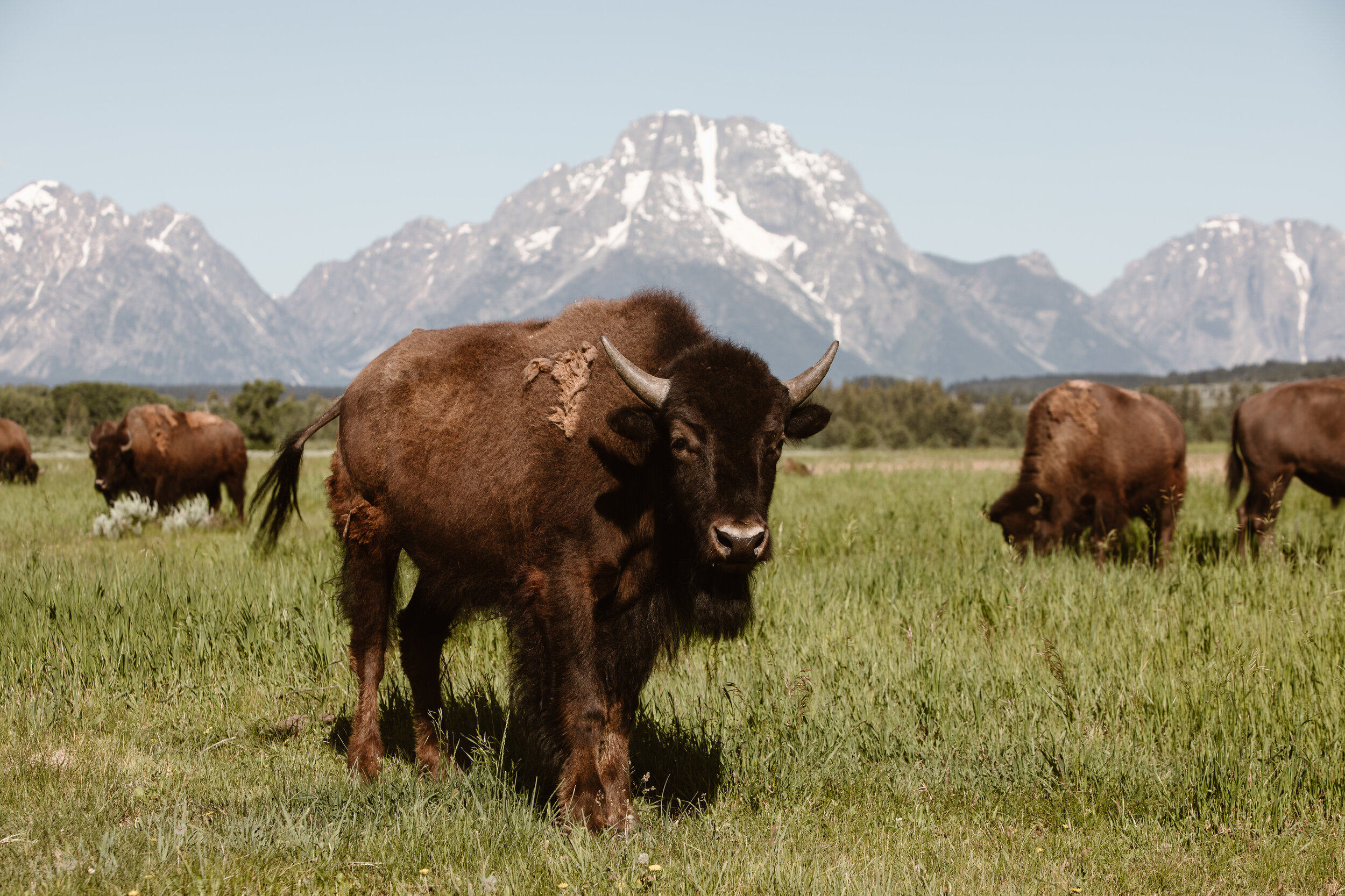 Nicole-Daacke-Photography-bison-wyoming-wildlife-wedding.jpg