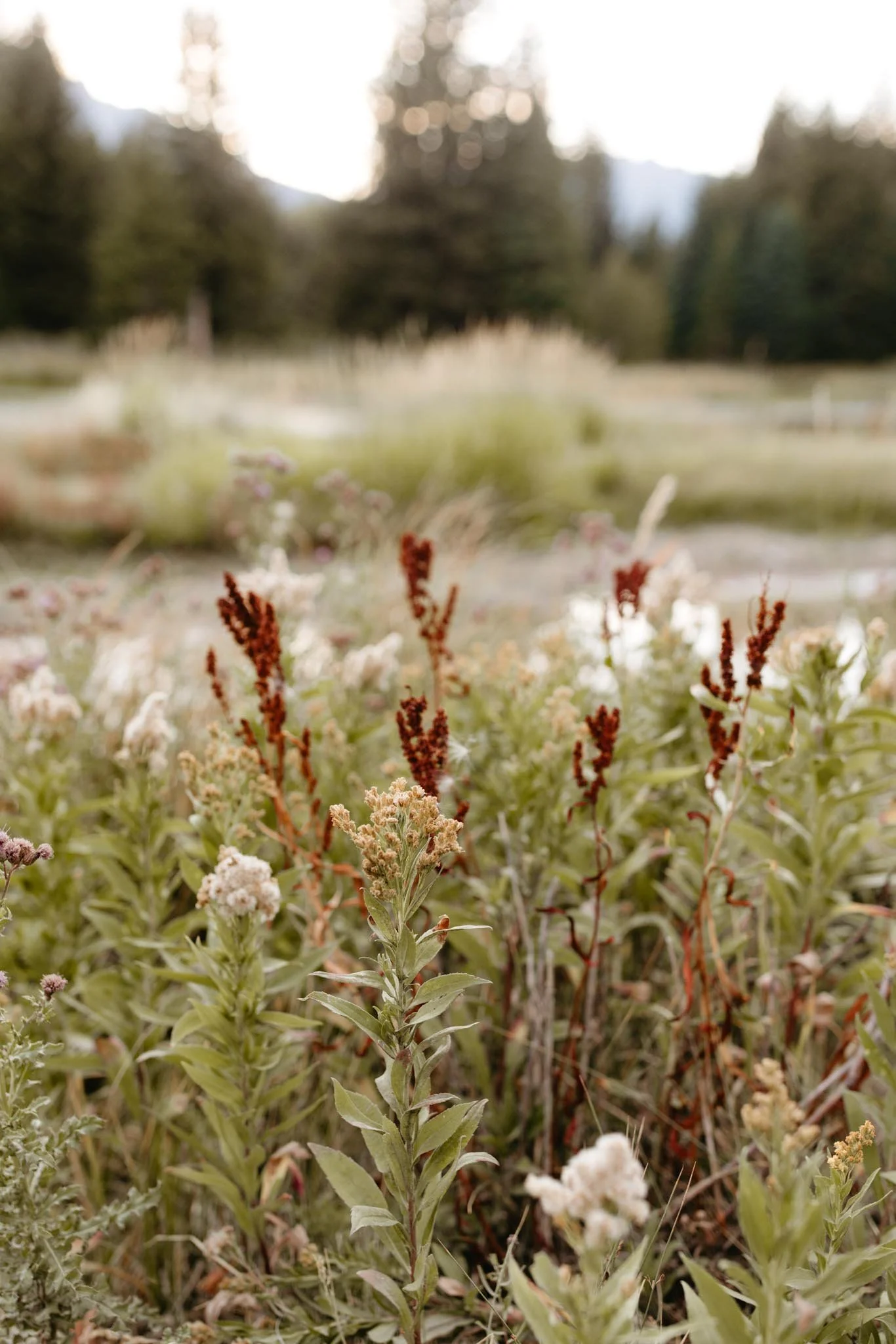 summer-adventure-elopement-grand-teton-national-park-nicole-daacke-photography-655.jpg