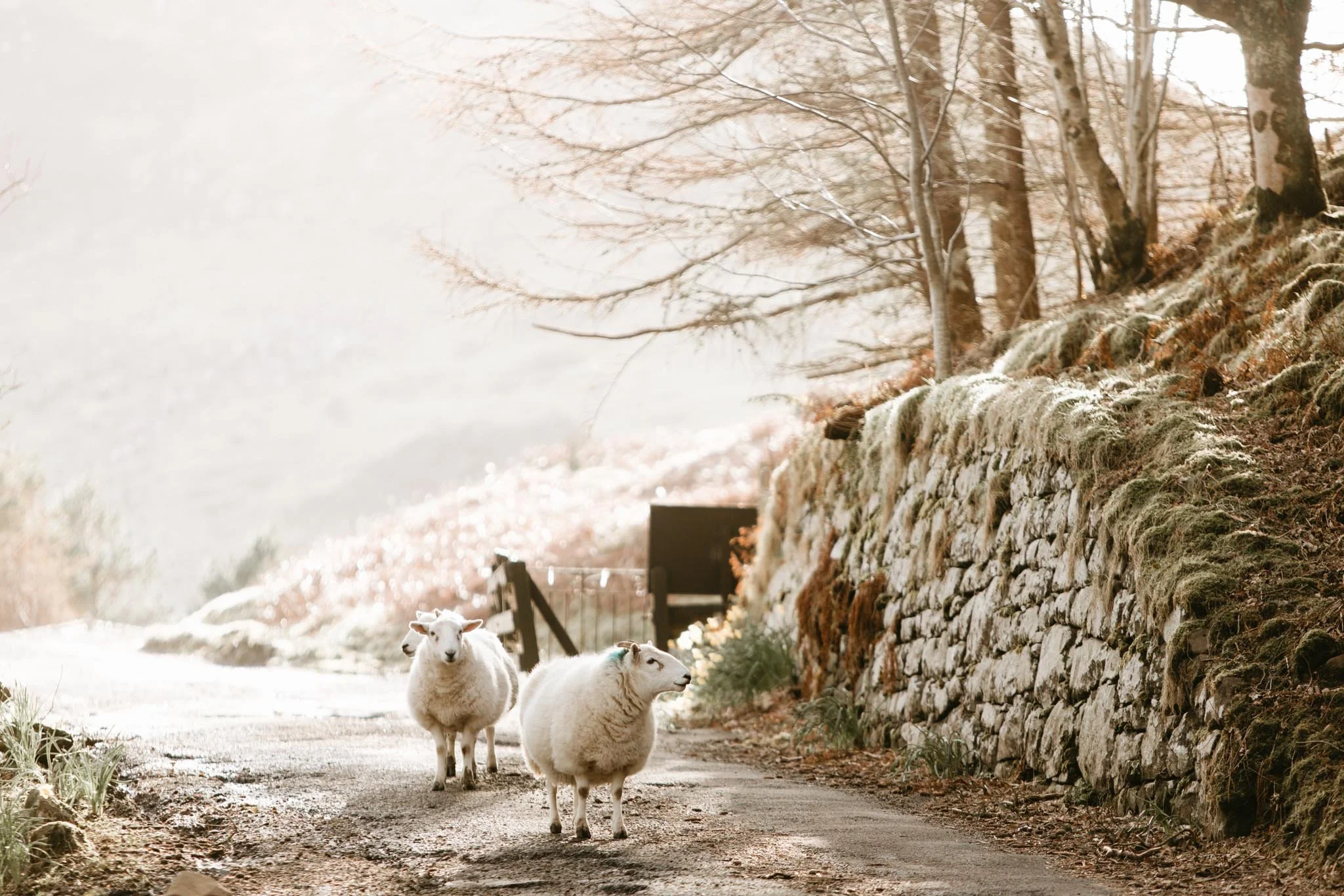 best-scotland-elopement-locations-nicole-daacke-photography-1632.jpg