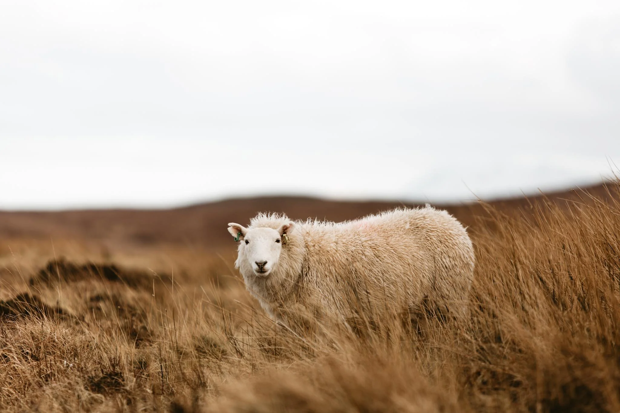best-scotland-elopement-locations-nicole-daacke-photography-2-10.jpg