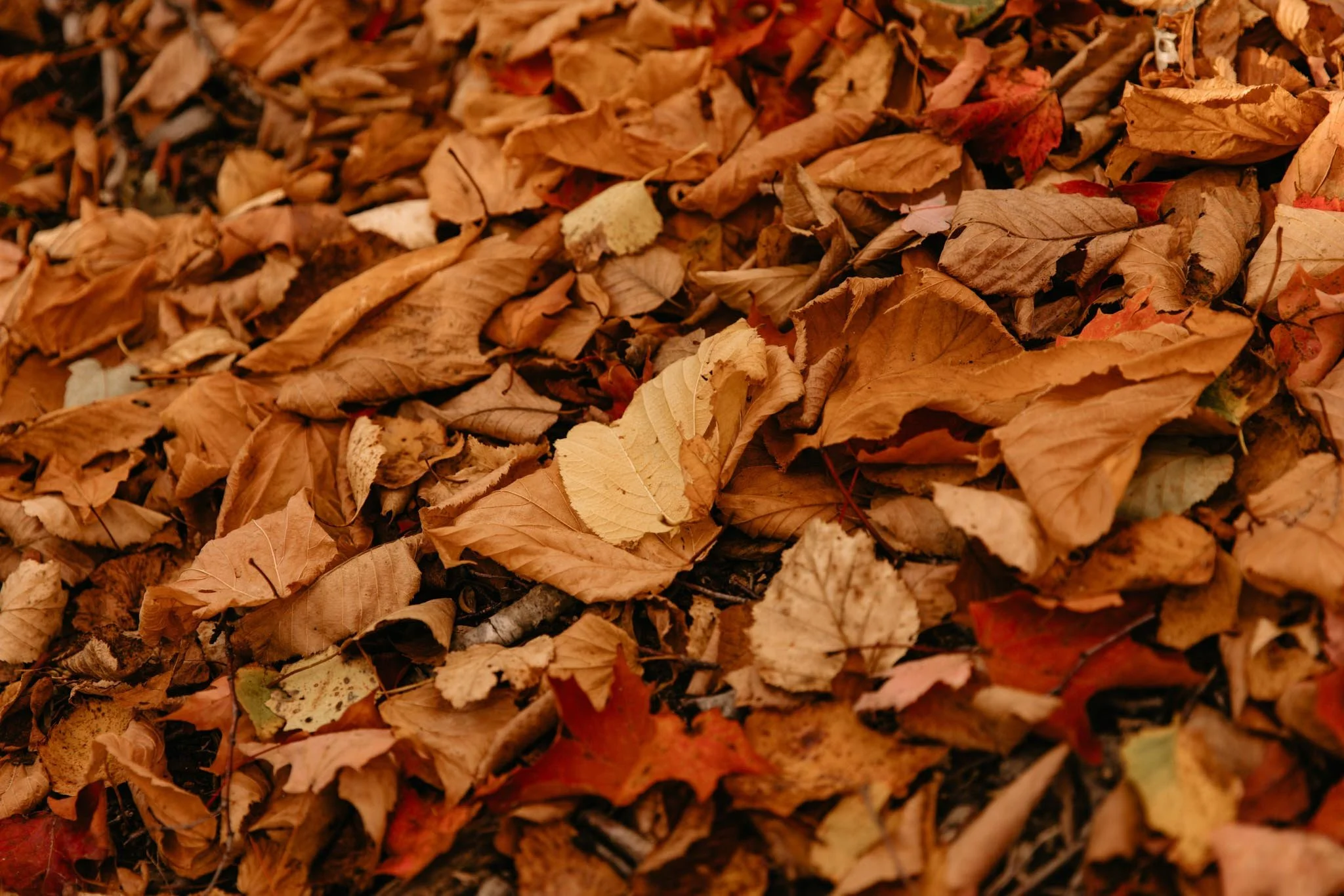 acadia-national-park-small-wedding-in-october-123.jpg