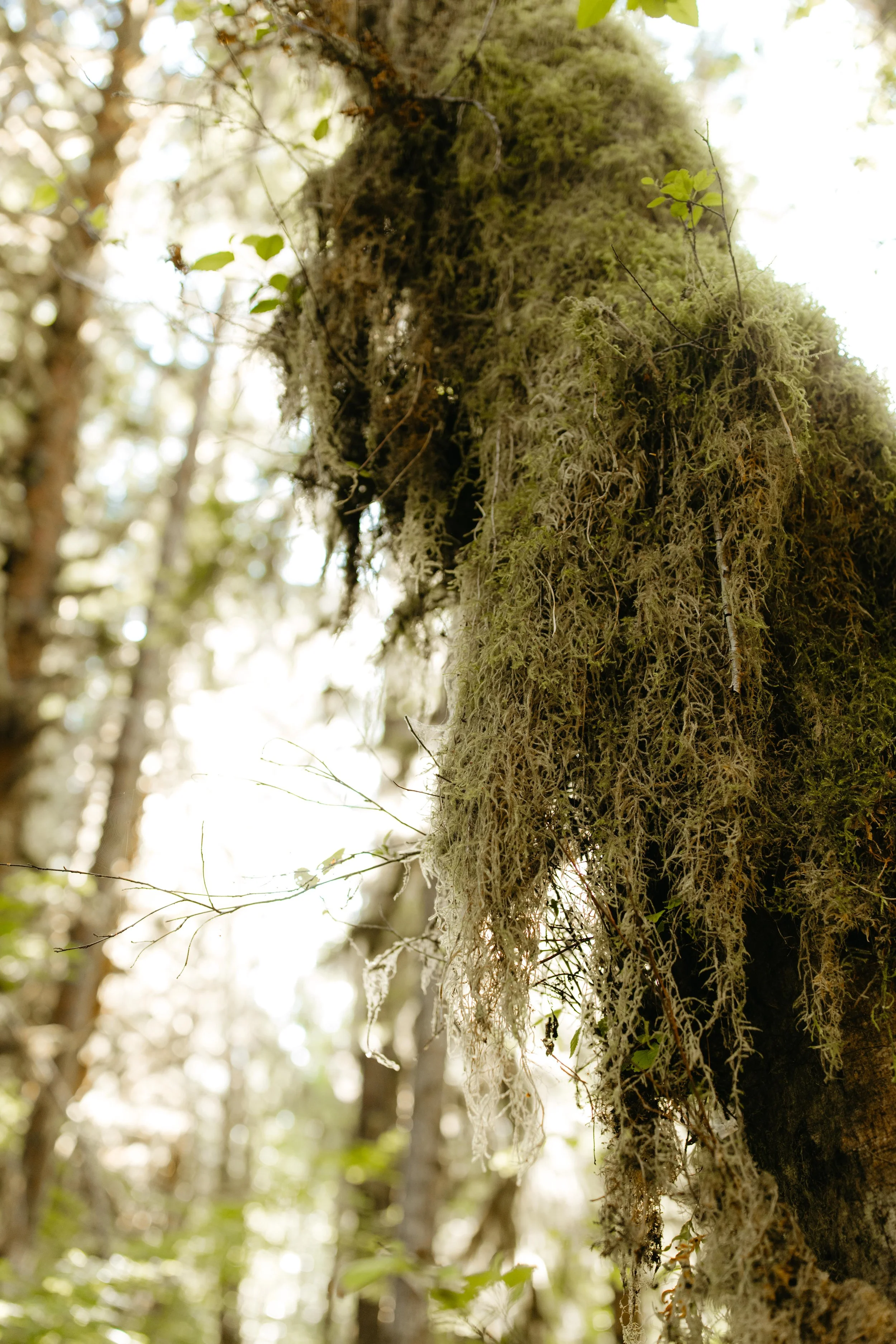 nicole-daacke-photography-278.jpg