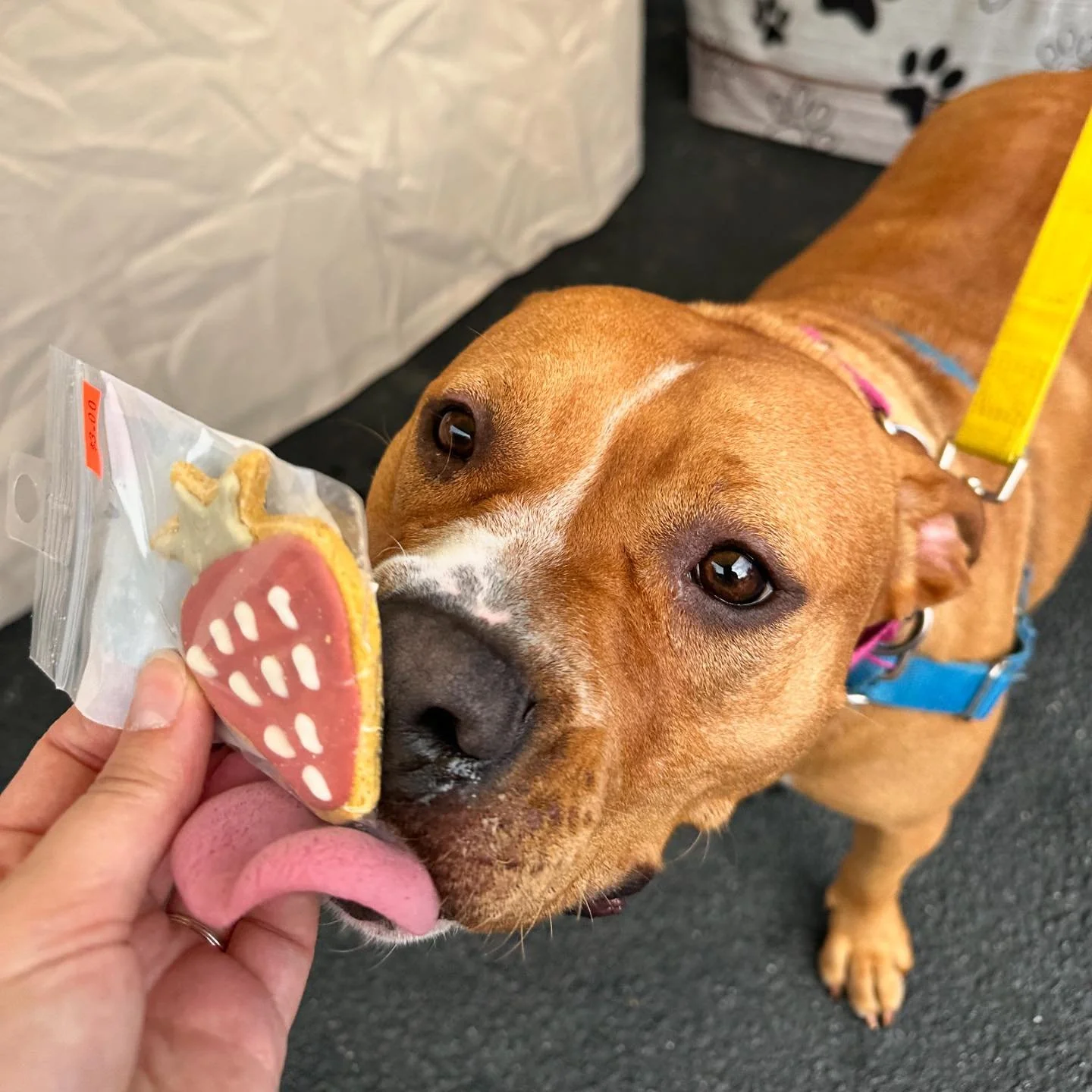 UPDATE: I&rsquo;m so happy to share Bundt Cake was adopted!! ❤️

We had the absolute ✨HONOR✨ of meeting Ms. Bundt Cake today. This little lady is available for adoption at @ralpics and is pure perfection. She knows how to sit, is extremely gentle wit