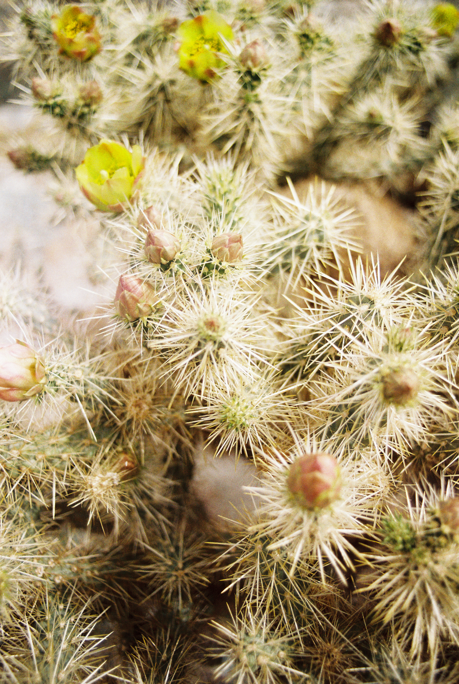 Saguaro National Park // Laura Goldenberger