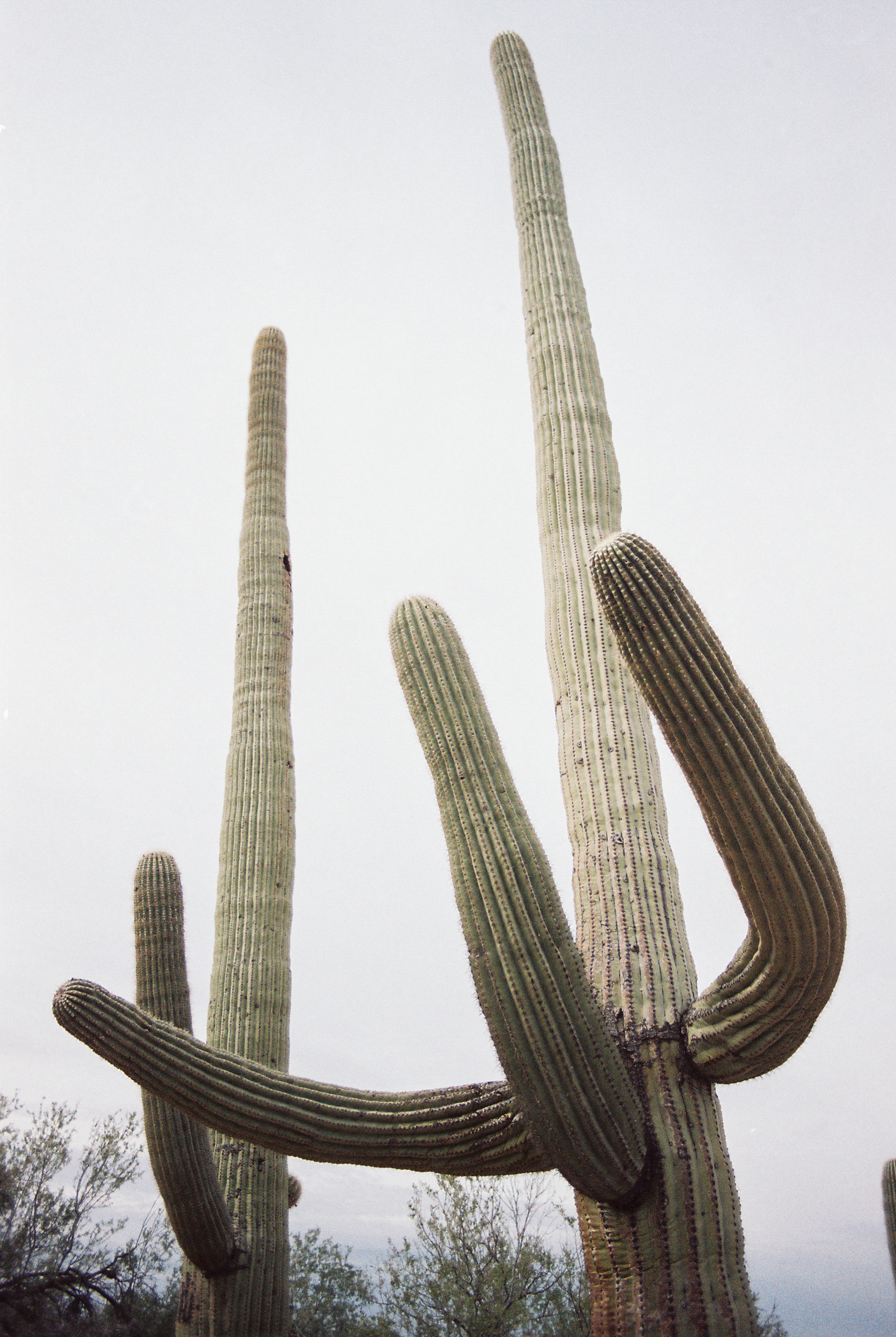 Saguaro National Park // Laura Goldenberger