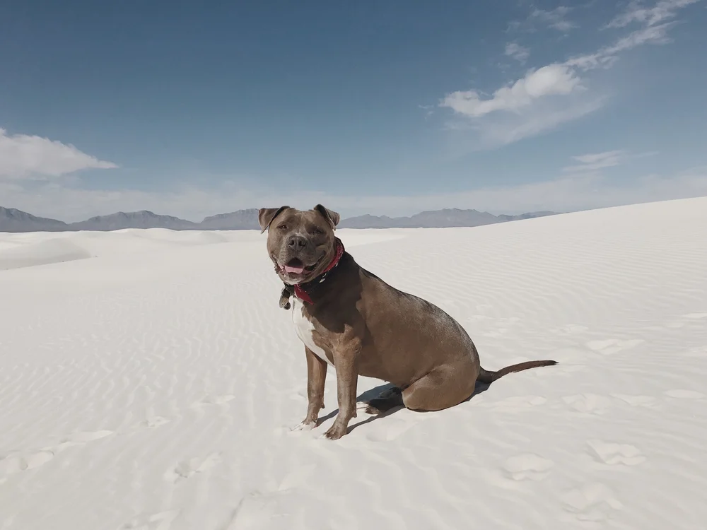 Road Trip Guide to Arizona and New Mexico // Laura Goldenberger 